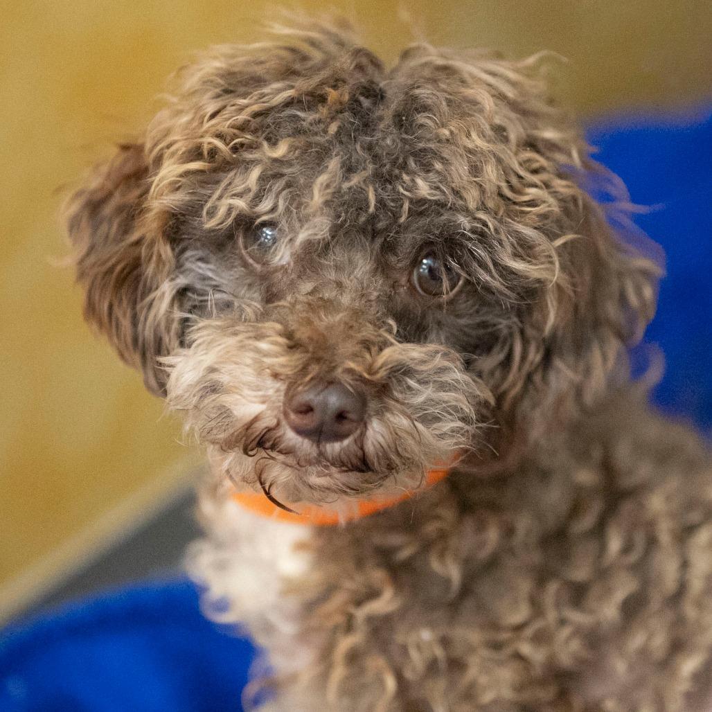 Jaba (N25-185), a Adoptable Poodle in Peyton, CO image 5/6