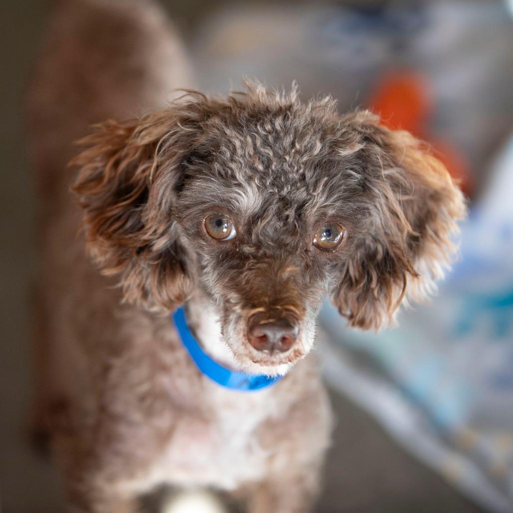 Jaba (N25-185), a Adoptable Poodle in Peyton, CO image 6/6