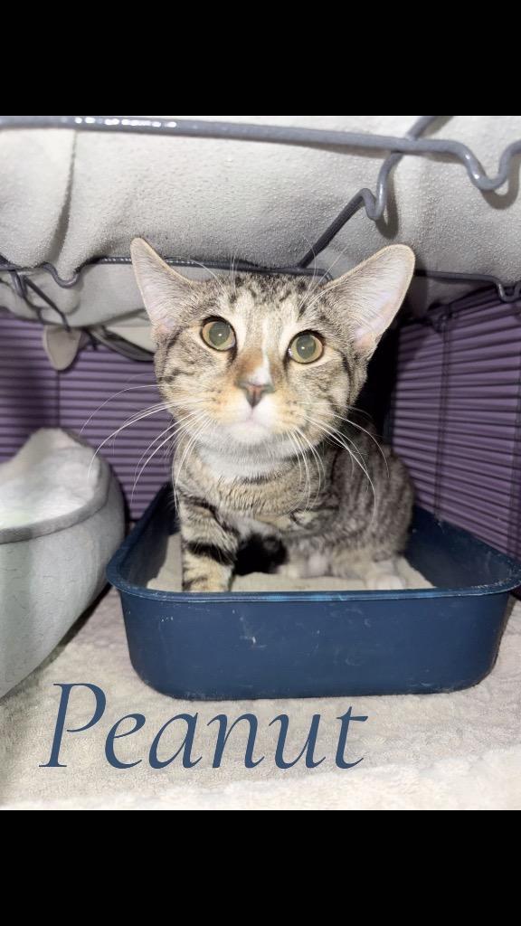 Peanut, Adopted, Young Male Domestic Short Hair.
