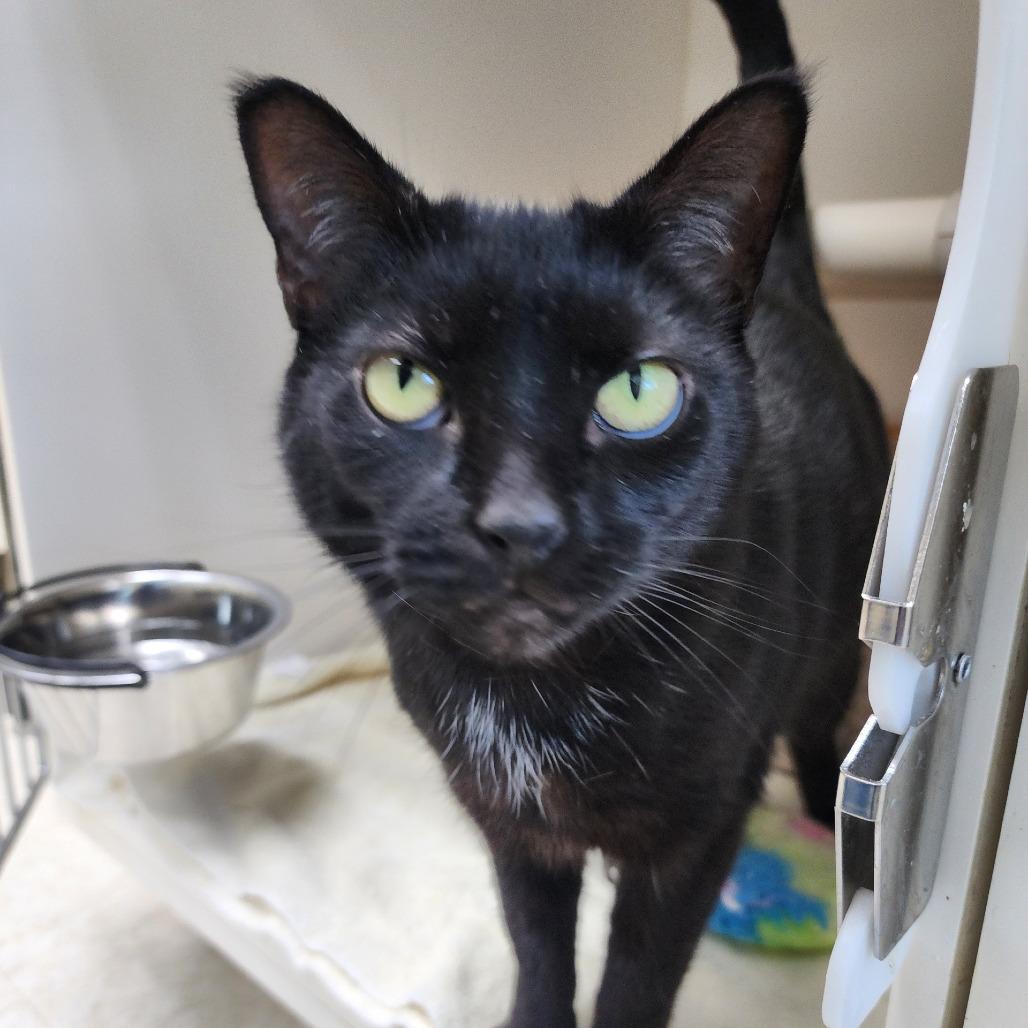 Enlarge Comet, a Adoptable Domestic Short Hair in Columbus, NC image 1/5