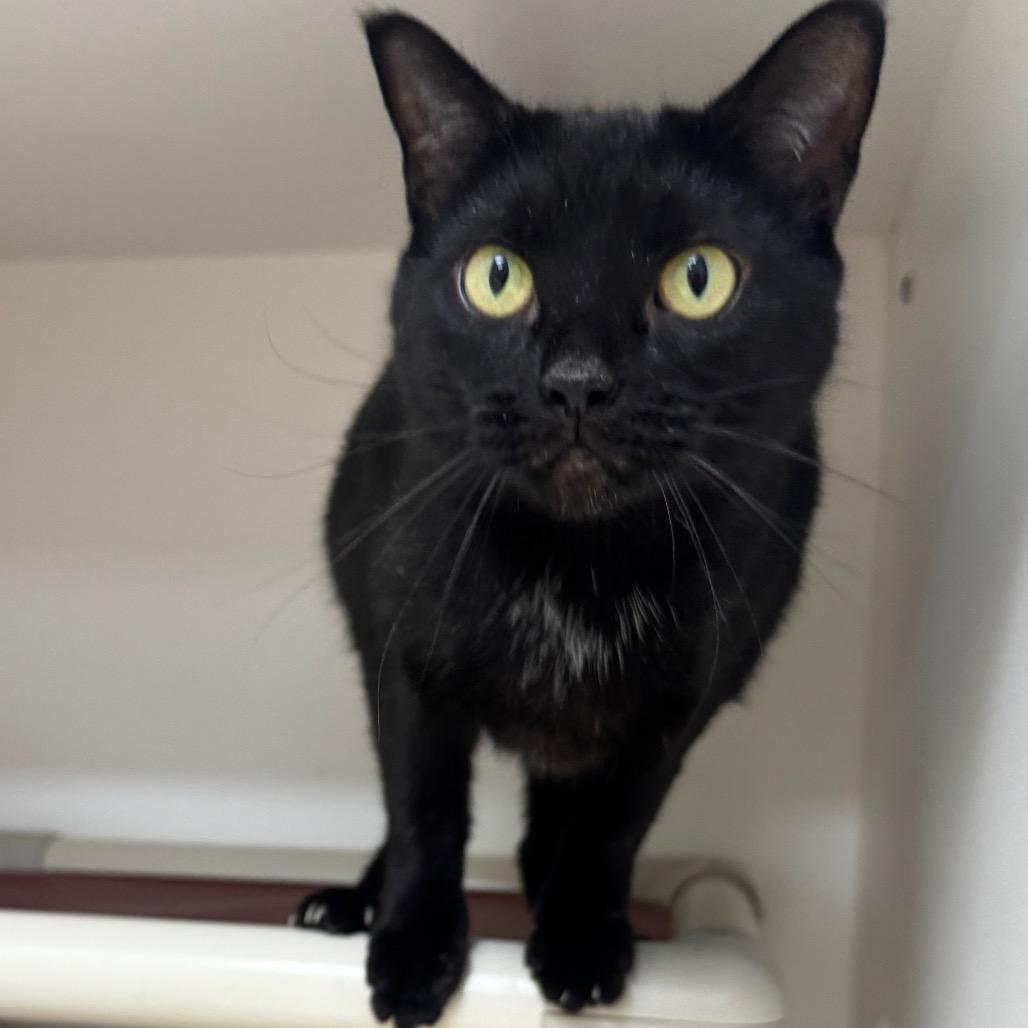 Enlarge Comet, a Adoptable Domestic Short Hair in Columbus, NC image 2/5