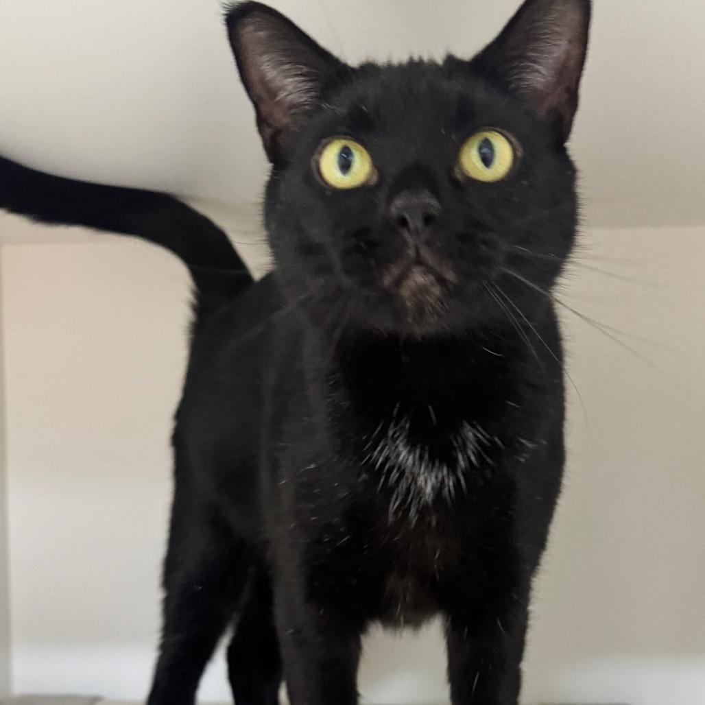 Enlarge Comet, a Adoptable Domestic Short Hair in Columbus, NC image 3/5