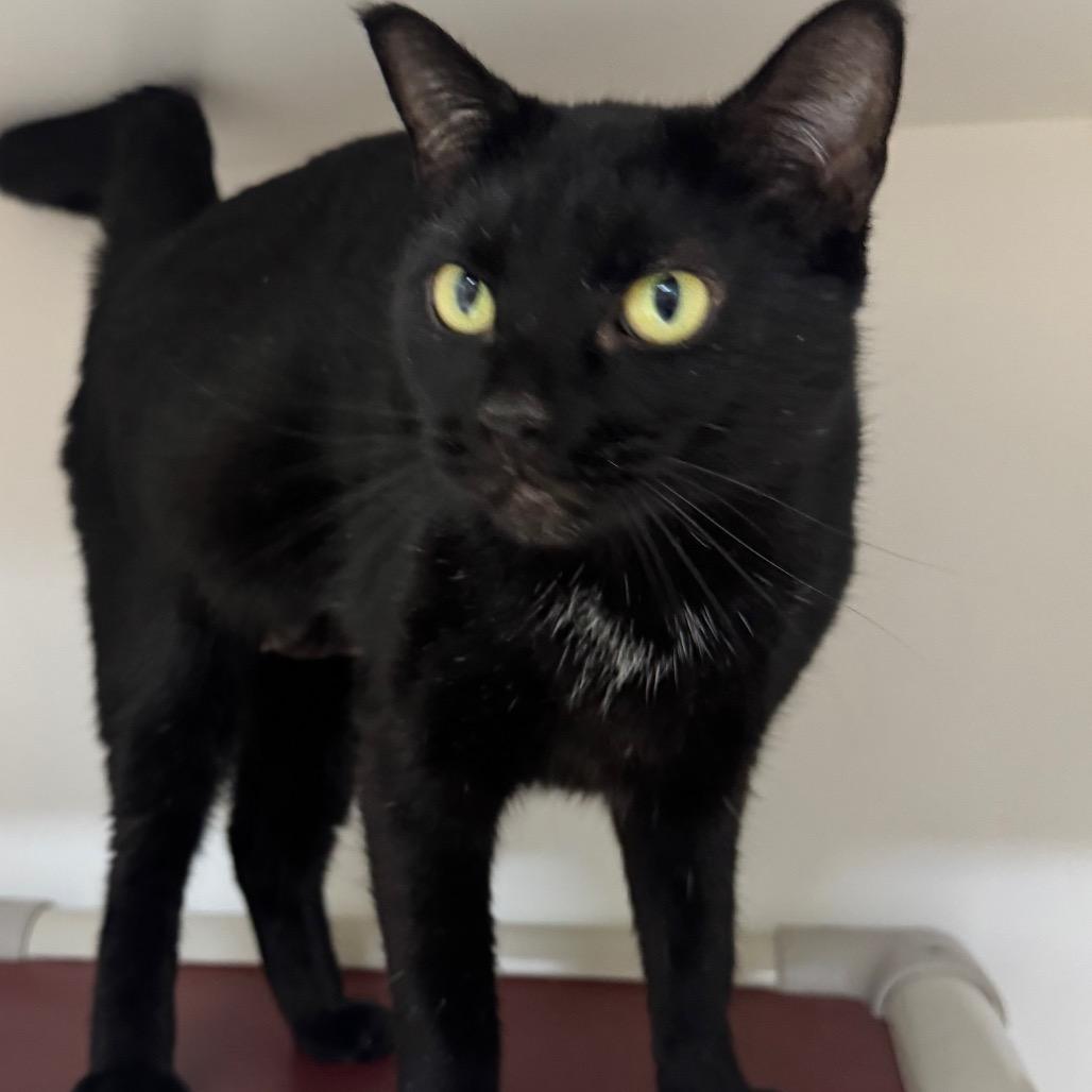 Enlarge Comet, a Adoptable Domestic Short Hair in Columbus, NC image 4/5