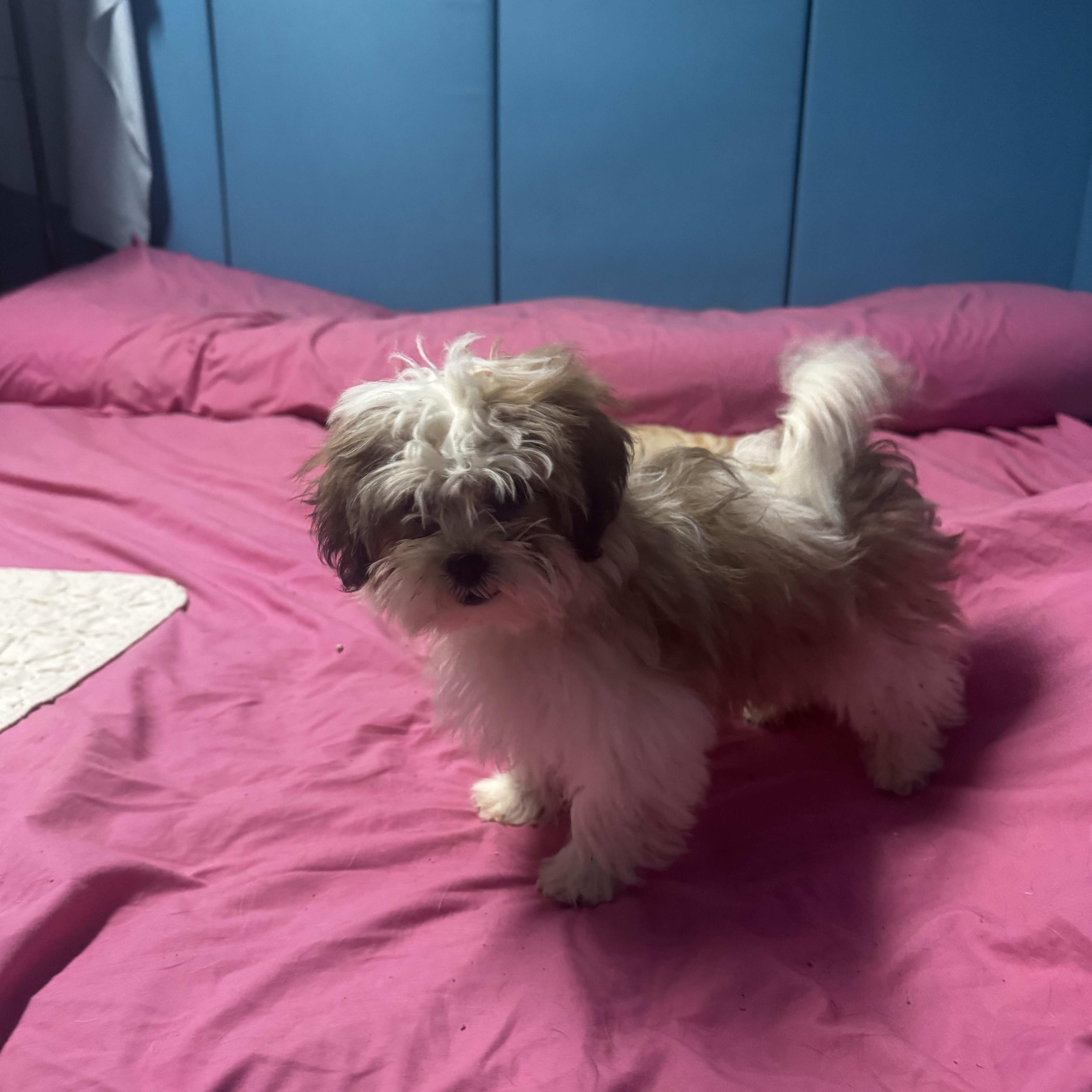 Enlarge Gigi, an adopted Shih poo in Chesterfield, MO image 1/3