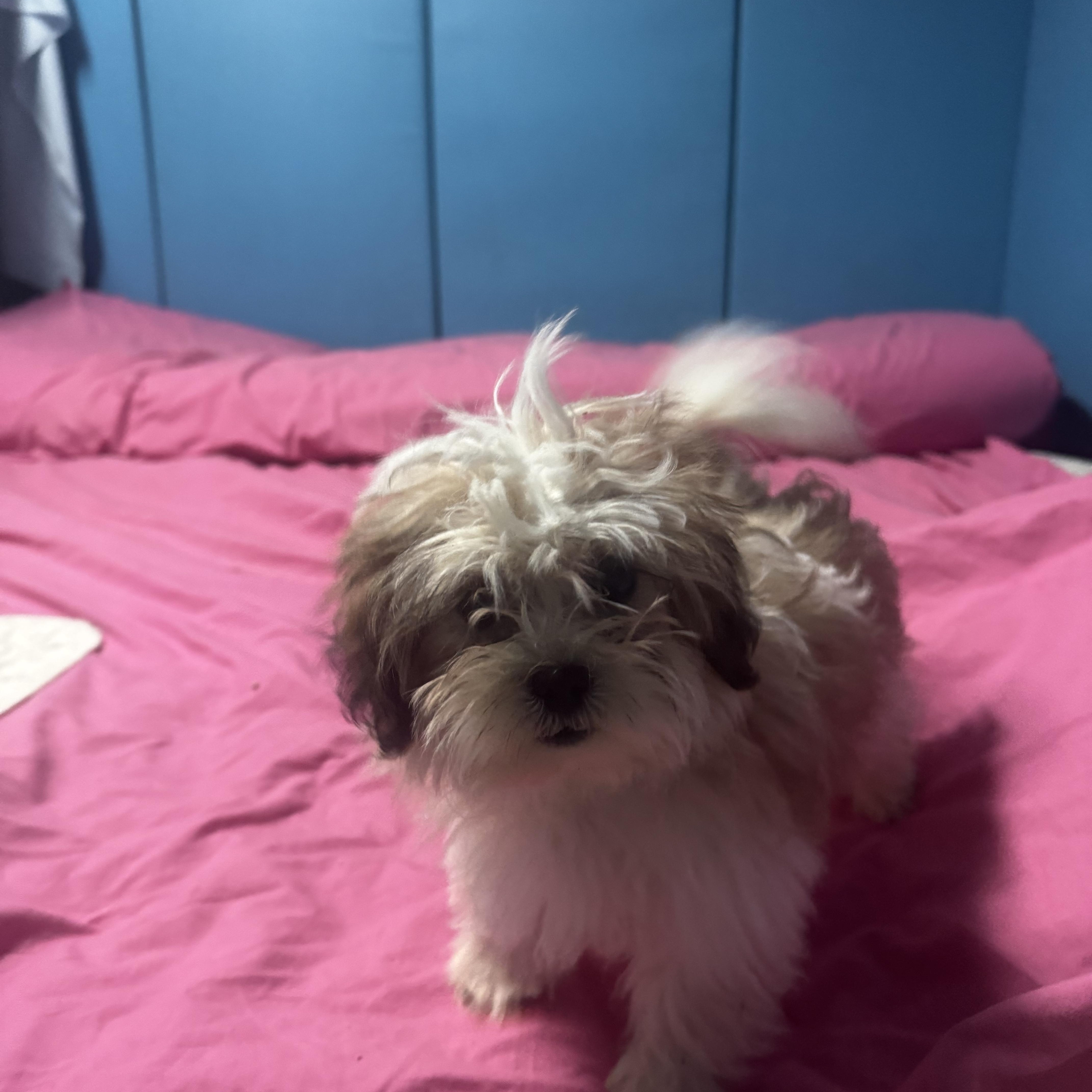 Enlarge Gigi, an adopted Shih poo in Chesterfield, MO image 2/3