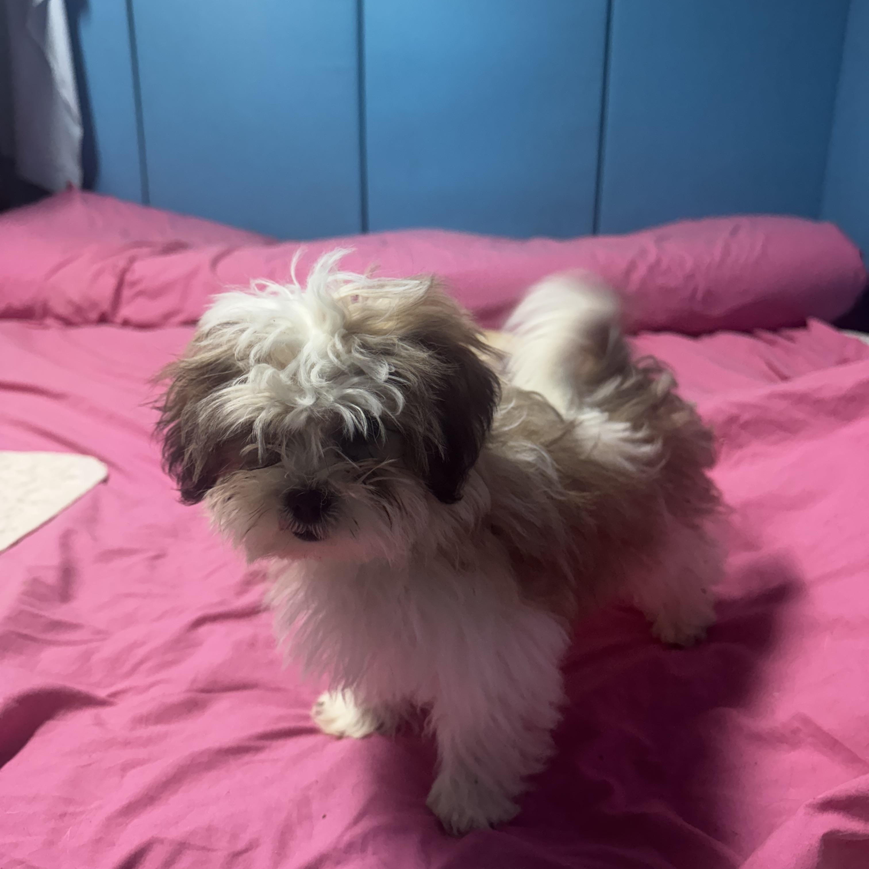 Enlarge Gigi, an adopted Shih poo in Chesterfield, MO image 3/3