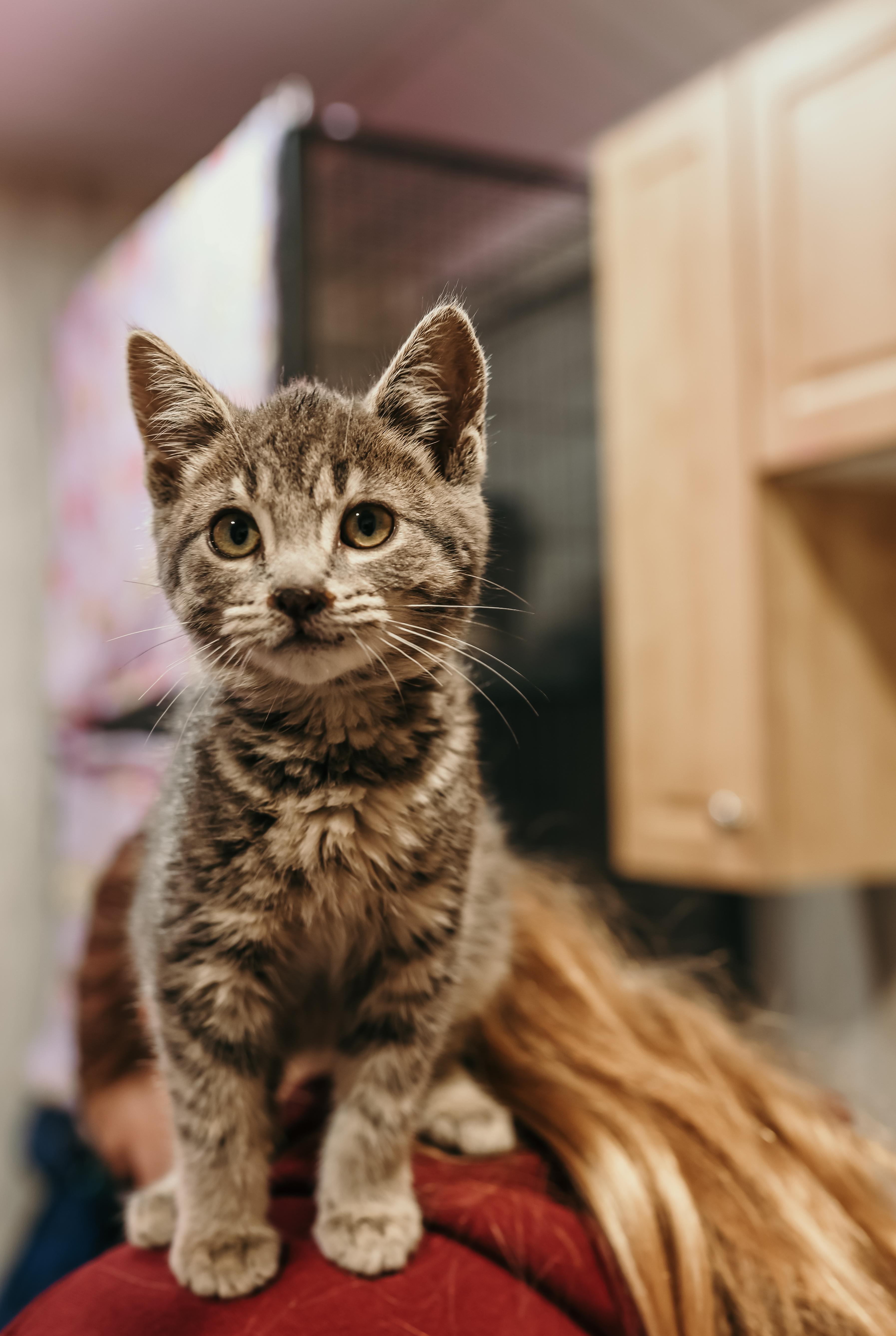 PINOT (Bonded with Merlot), a Adoptable Domestic Short Hair in Tillsonburg, ON image 1/5