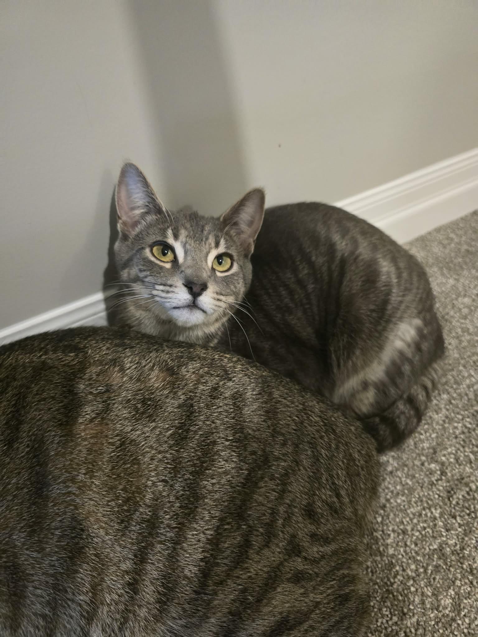 PINOT (Bonded with Merlot), a Adoptable Domestic Short Hair in Tillsonburg, ON image 2/5