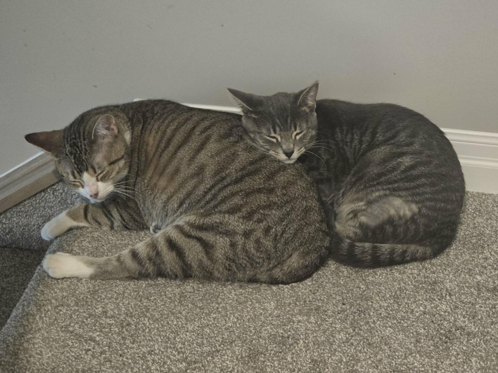 PINOT (Bonded with Merlot), a Adoptable Domestic Short Hair in Tillsonburg, ON image 4/5