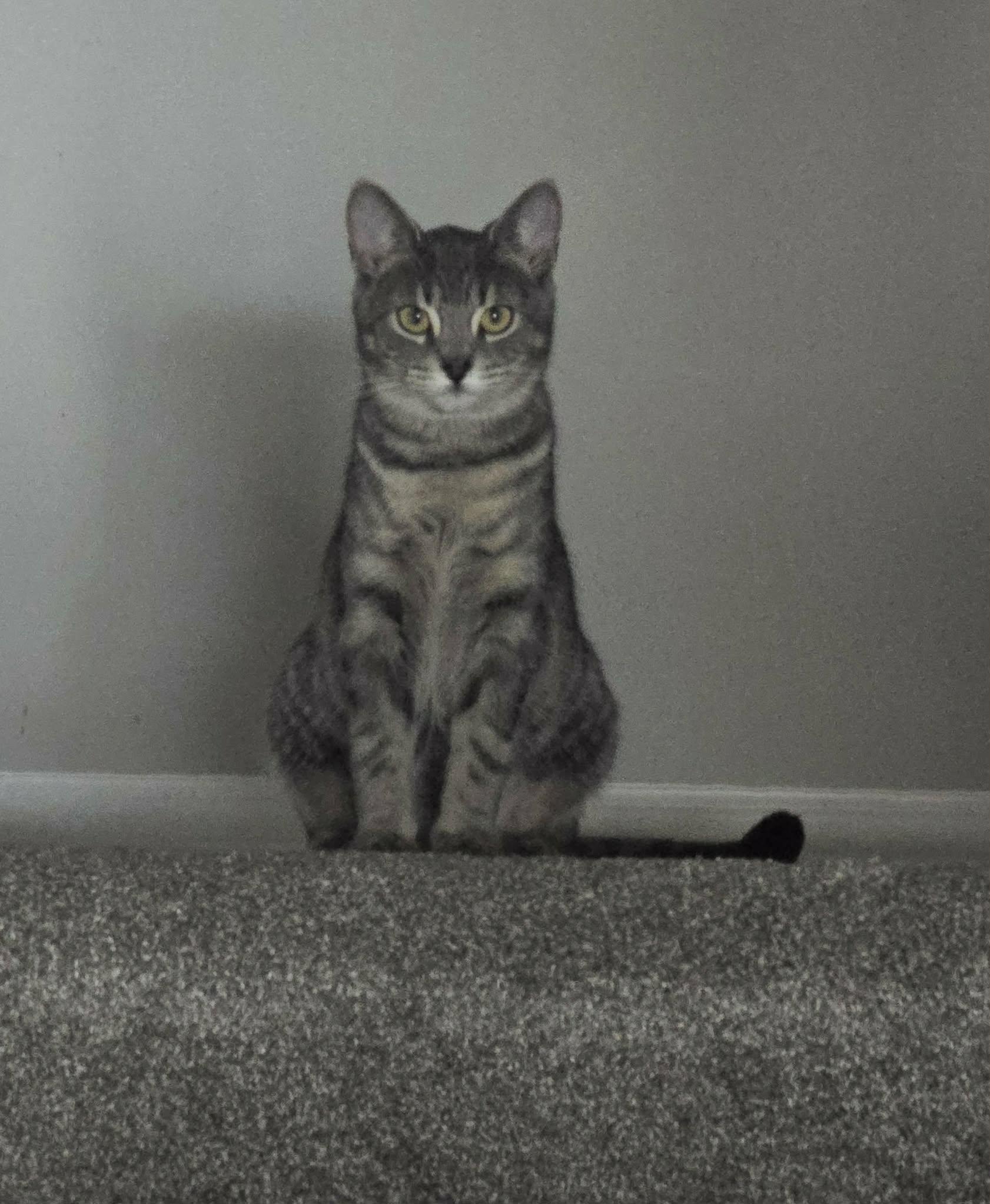 PINOT (Bonded with Merlot), a Adoptable Domestic Short Hair in Tillsonburg, ON image 3/5