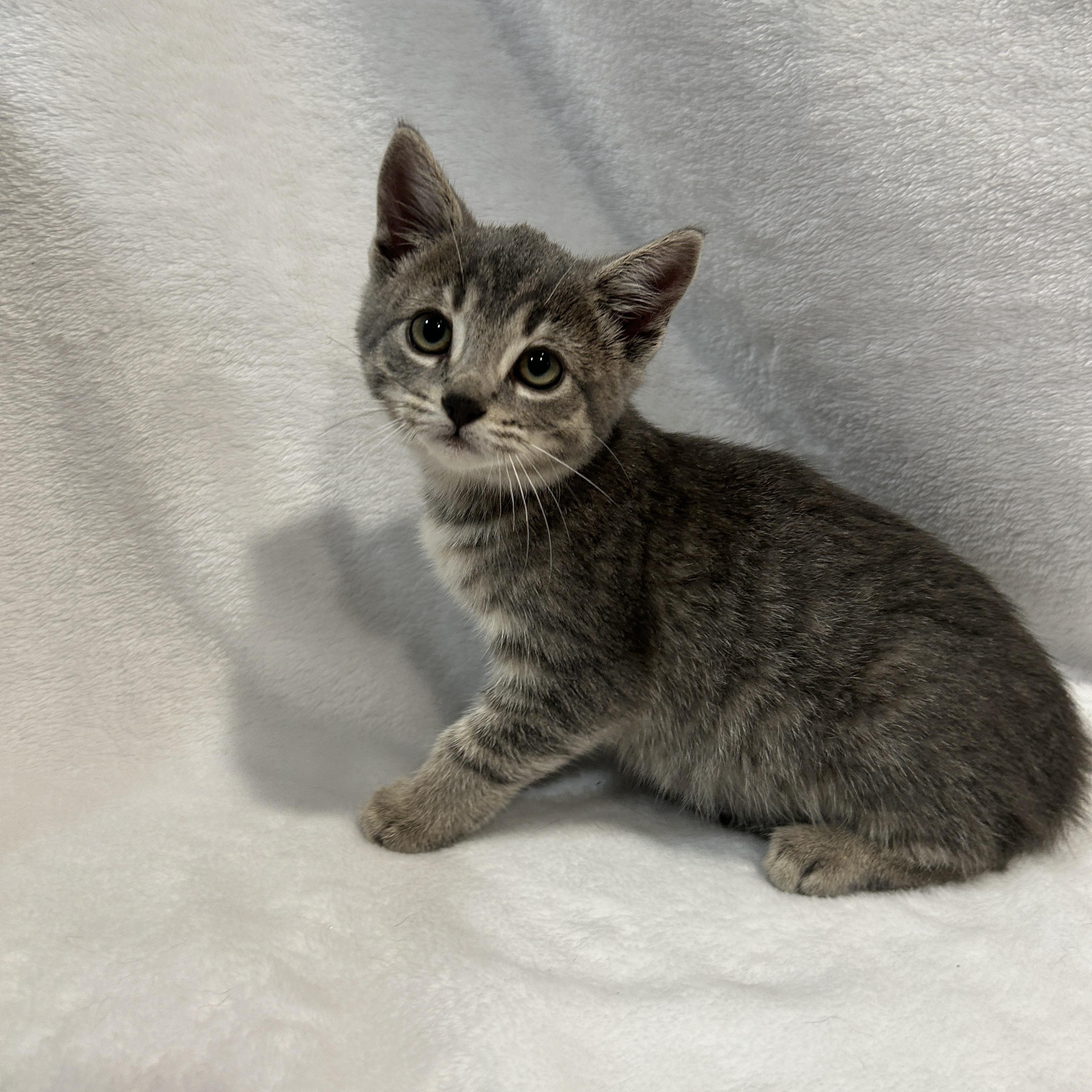 PINOT (Bonded with Merlot), a Adoptable Domestic Short Hair in Tillsonburg, ON image 5/5