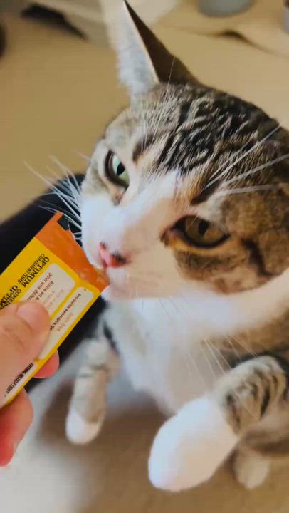 Enlarge PINOT (bonded with MERLOT), a Adoptable Domestic Short Hair in Tillsonburg, ON video 5/5