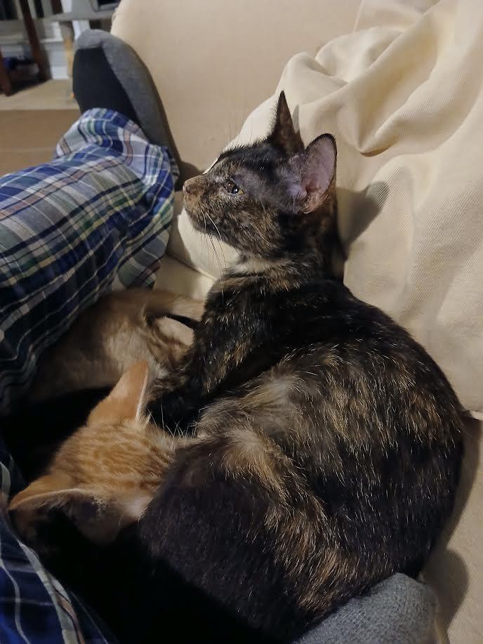 Annabelle, a Adoptable mixed breed in New Braunfels, TX image 1/3