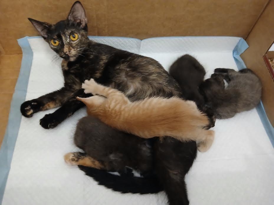 Annabelle, a Adoptable mixed breed in New Braunfels, TX image 2/3