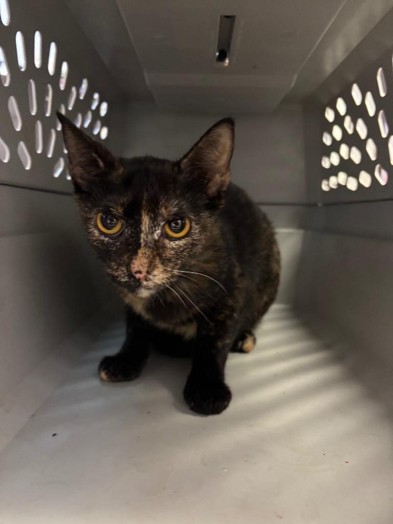 Annabelle, a Adoptable mixed breed in New Braunfels, TX image 3/3