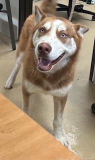 Enlarge Oslo, a Adoptable mixed breed in Violet, LA image 1/1