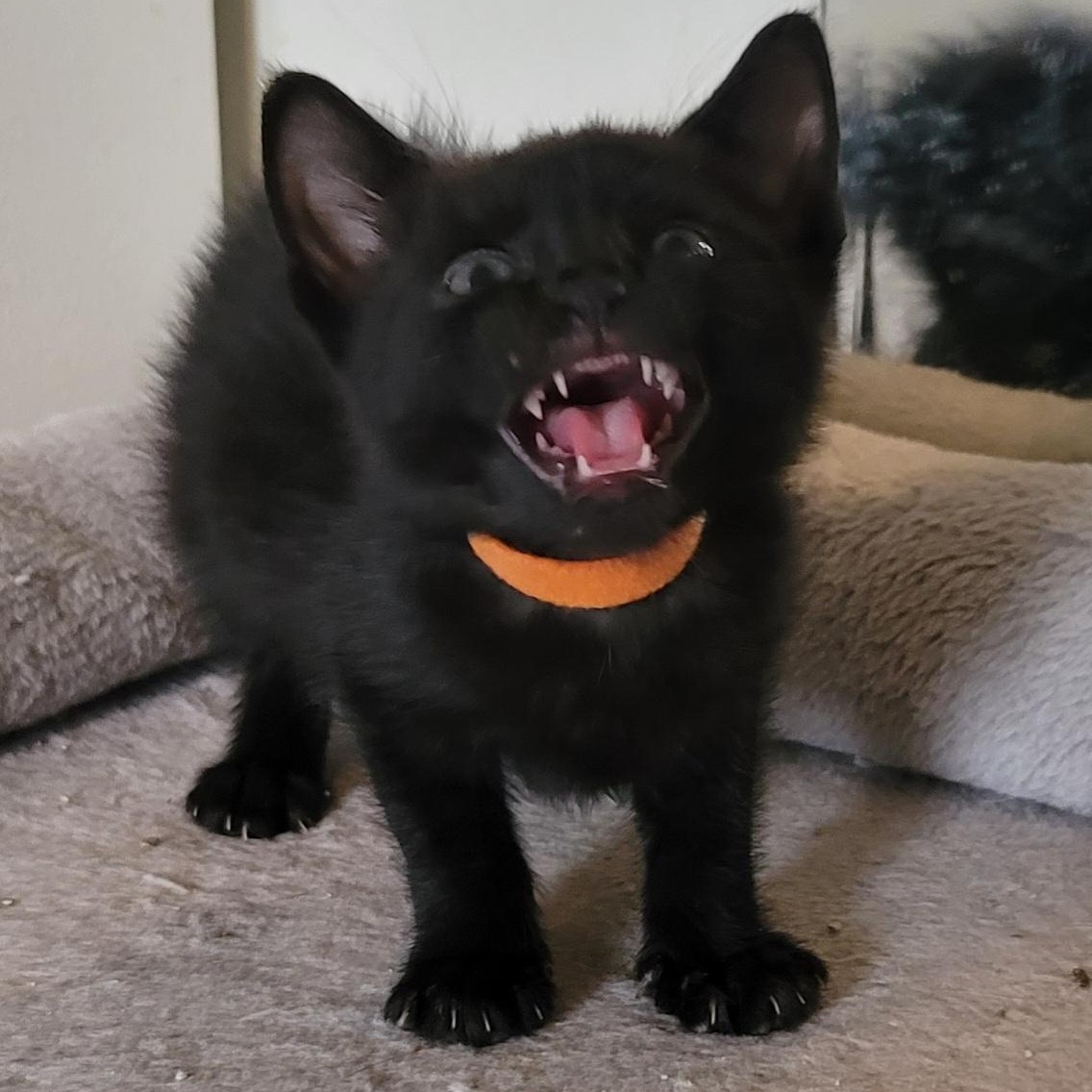 Luther, adopted, Kitten Male Domestic Short Hair.