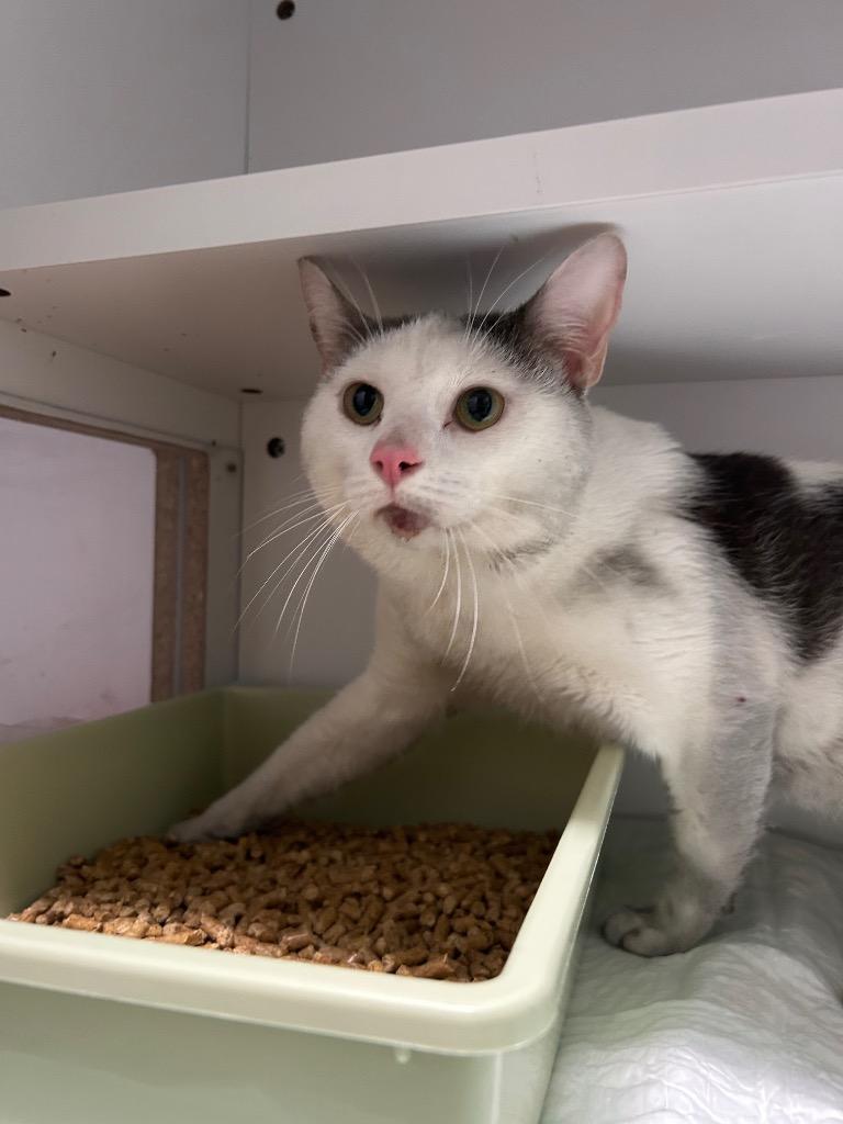 Enlarge Ghost, a Adoptable mixed breed in East Ridge, TN image 1/1