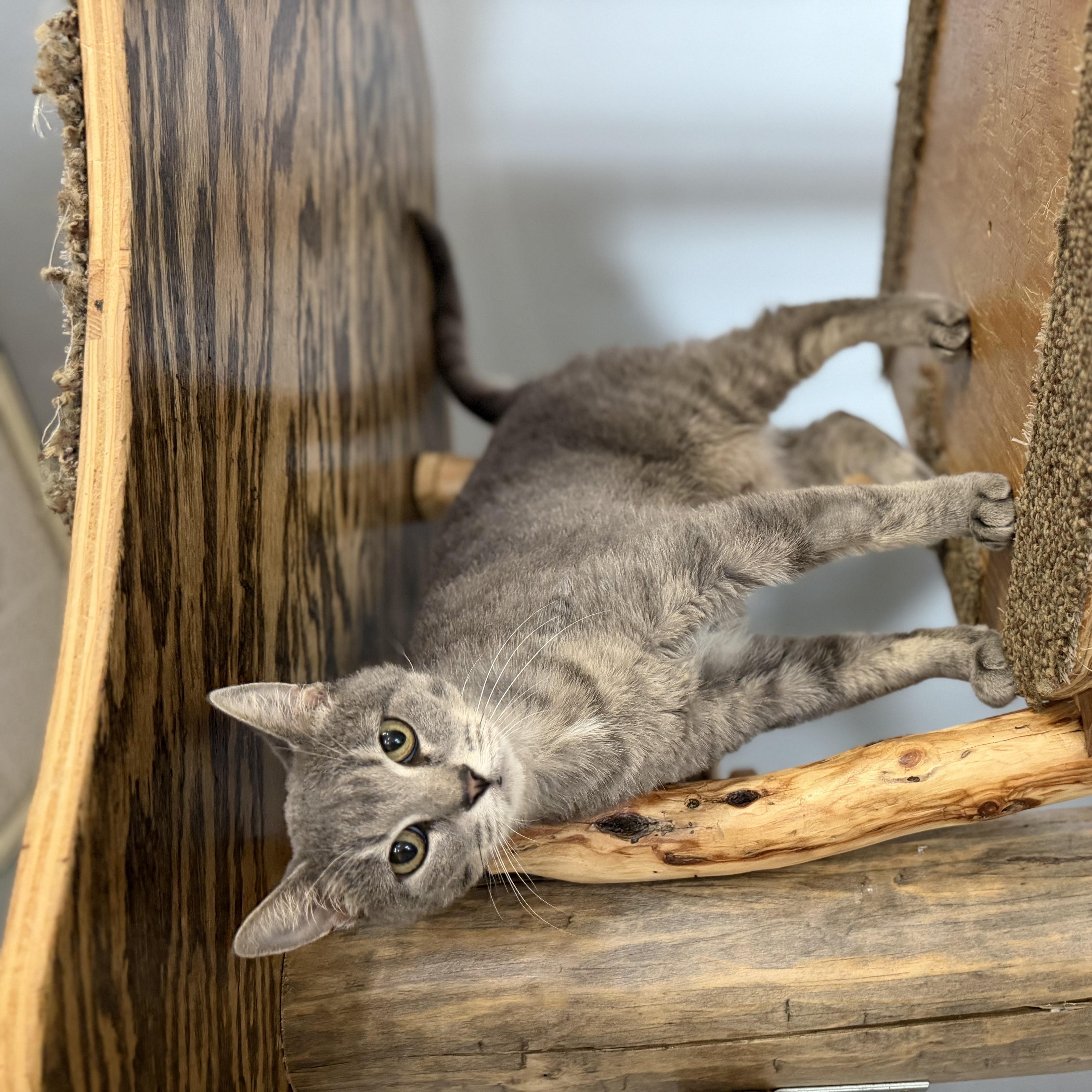 Enlarge Lacie, a Adoptable Domestic Short Hair in Chisholm, MN image 4/5