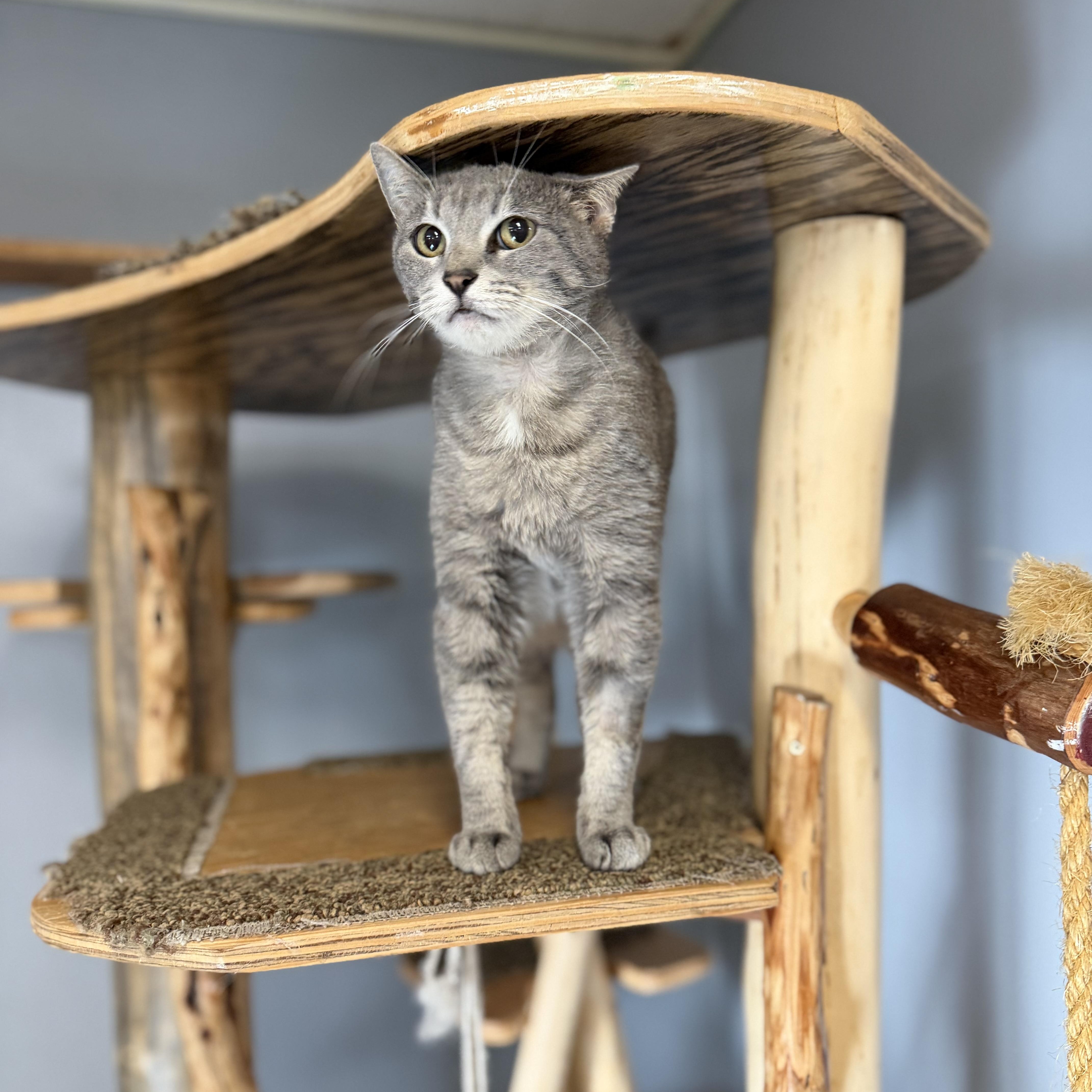 Enlarge Lacie, a Adoptable Domestic Short Hair in Chisholm, MN image 5/5