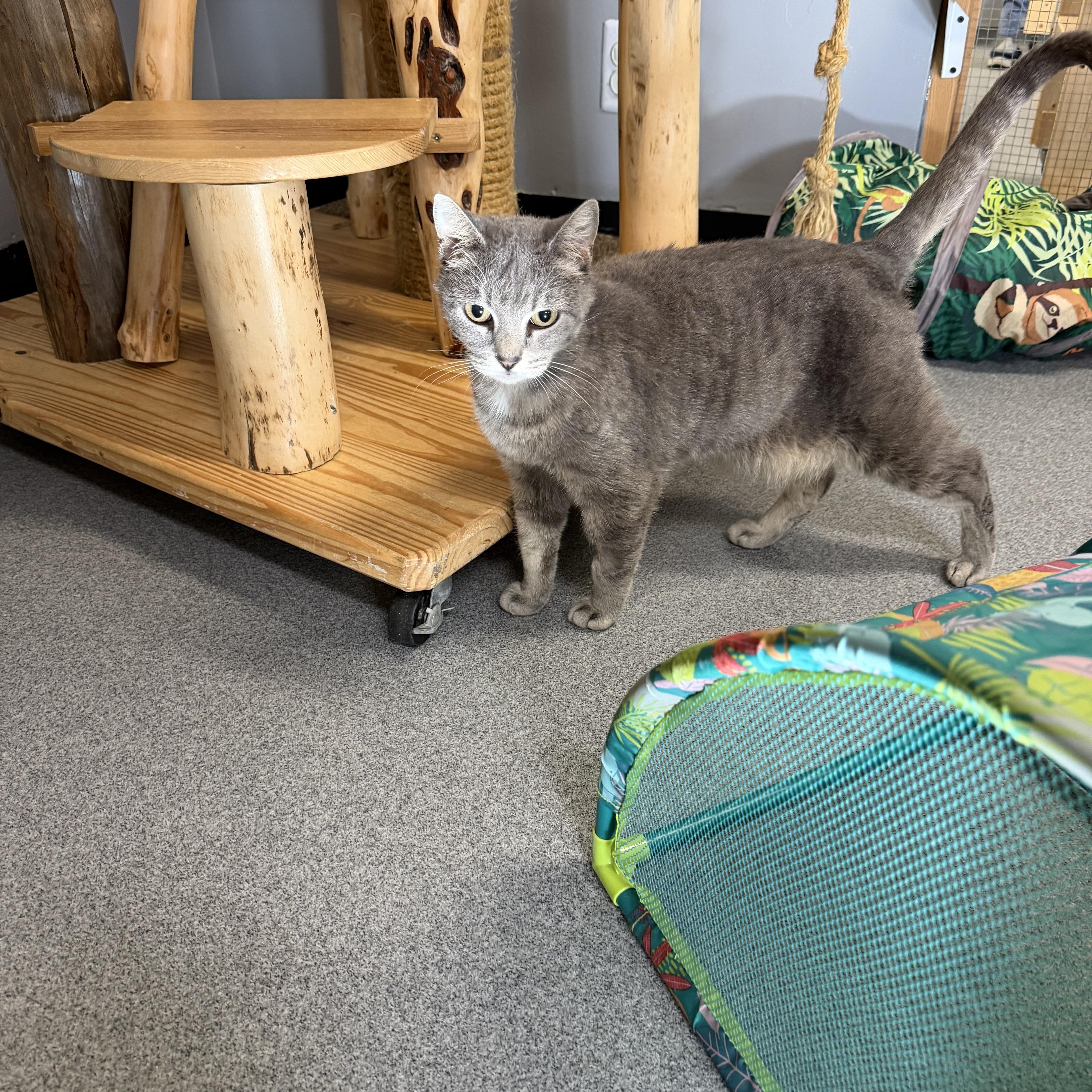 Enlarge Lacie, a Adoptable Domestic Short Hair in Chisholm, MN image 3/5