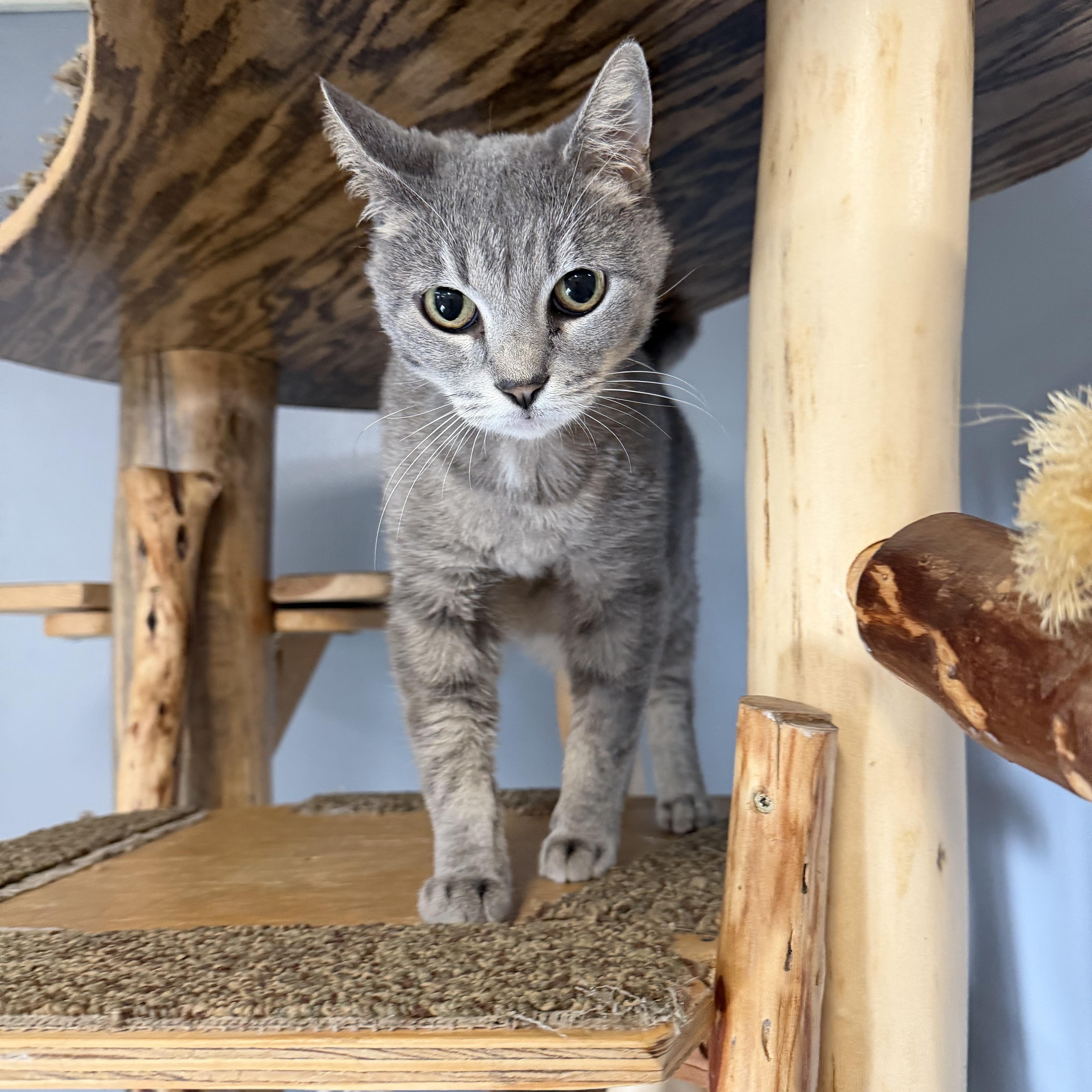 Lacie, Adoptable, Young Female Domestic Short Hair.