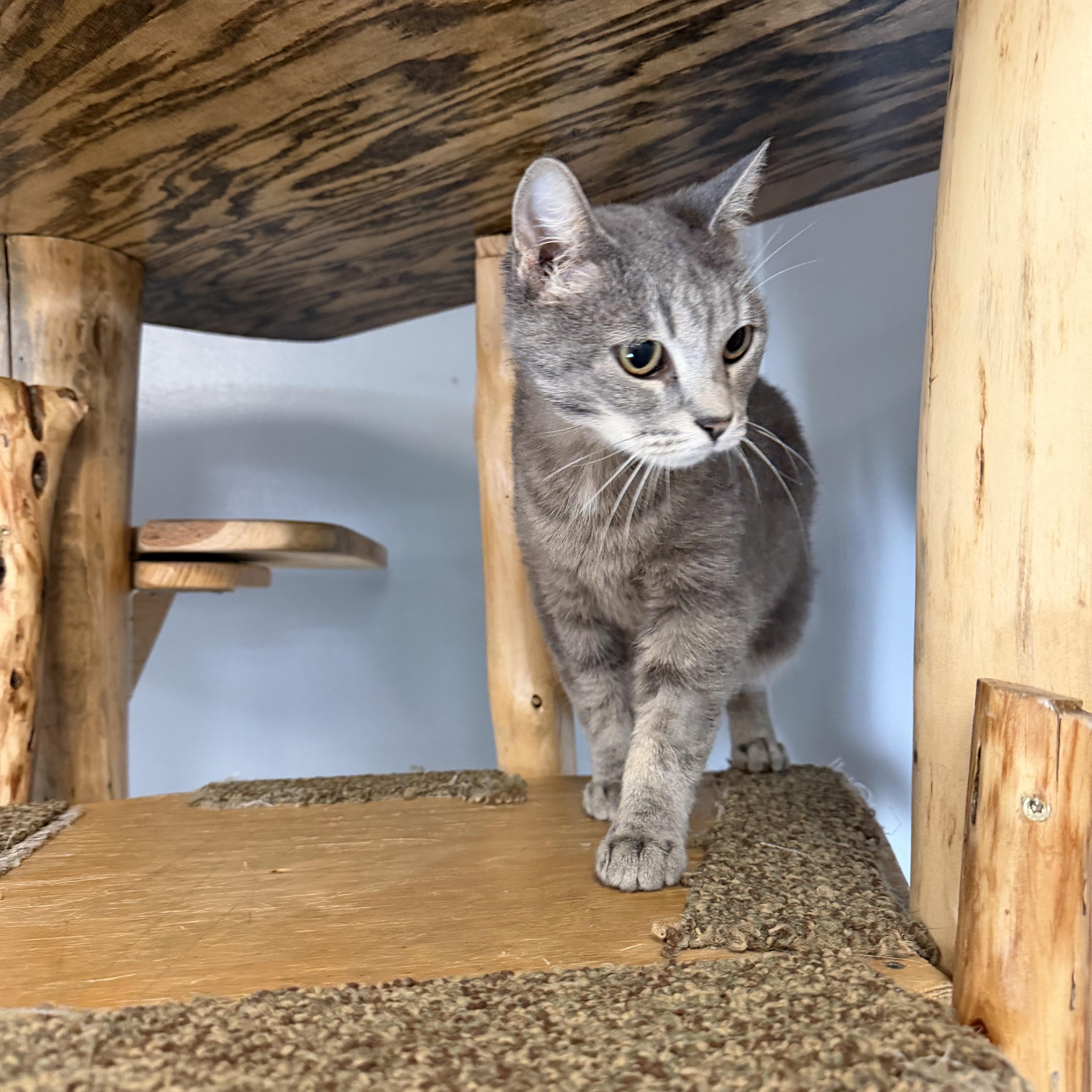 Enlarge Lacie, a Adoptable Domestic Short Hair in Chisholm, MN image 2/5