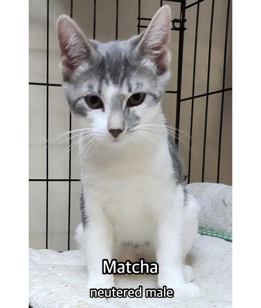 Matcha, adopted, Kitten Male Domestic Short Hair.