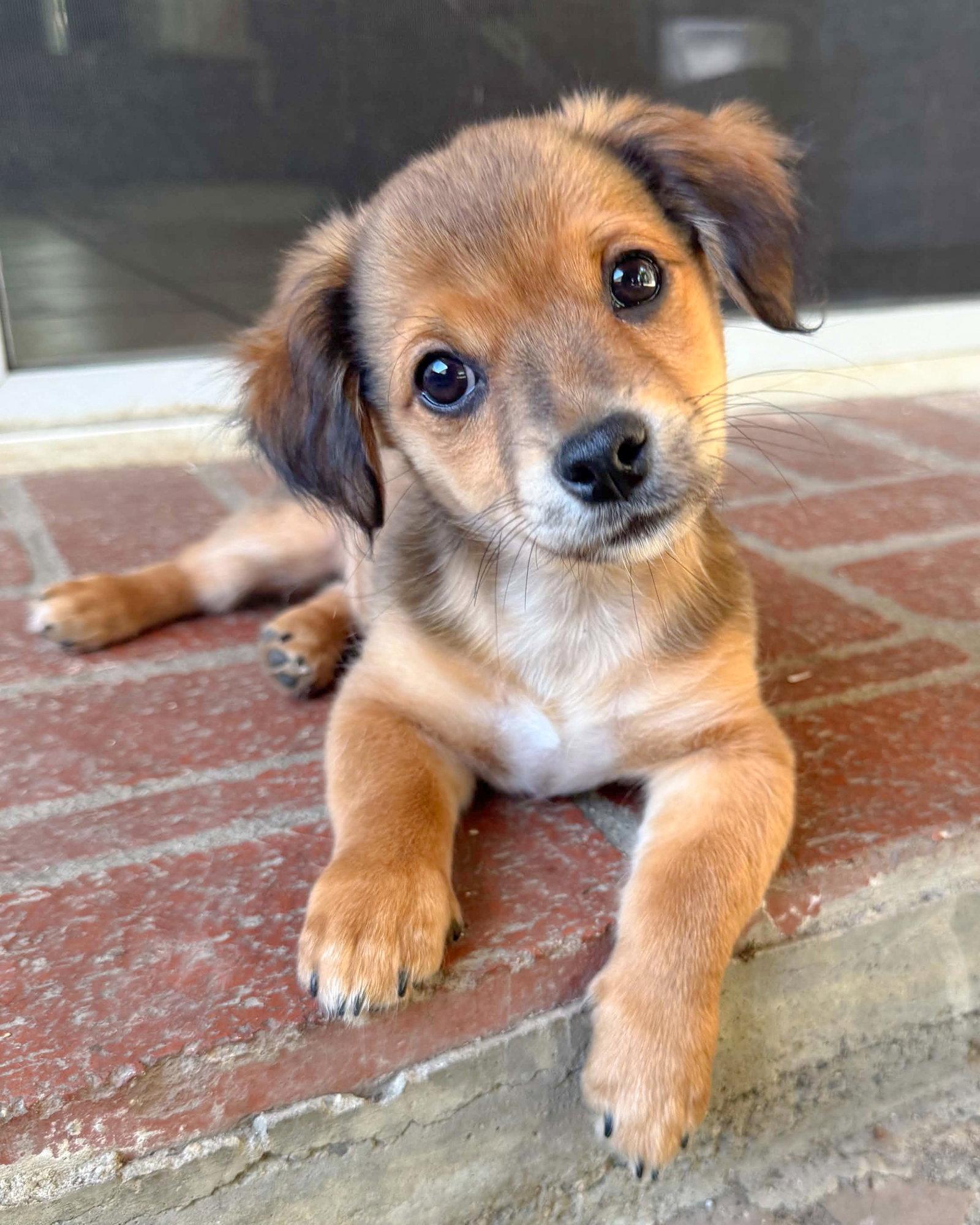 Garth, Adopted, Puppy Male Chihuahua & Spaniel.