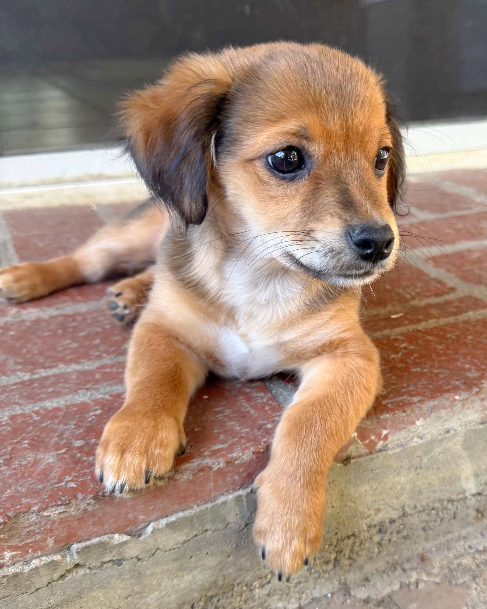 Enlarge Garth, a Adopted mixed breed in Corona, CA image 2/3