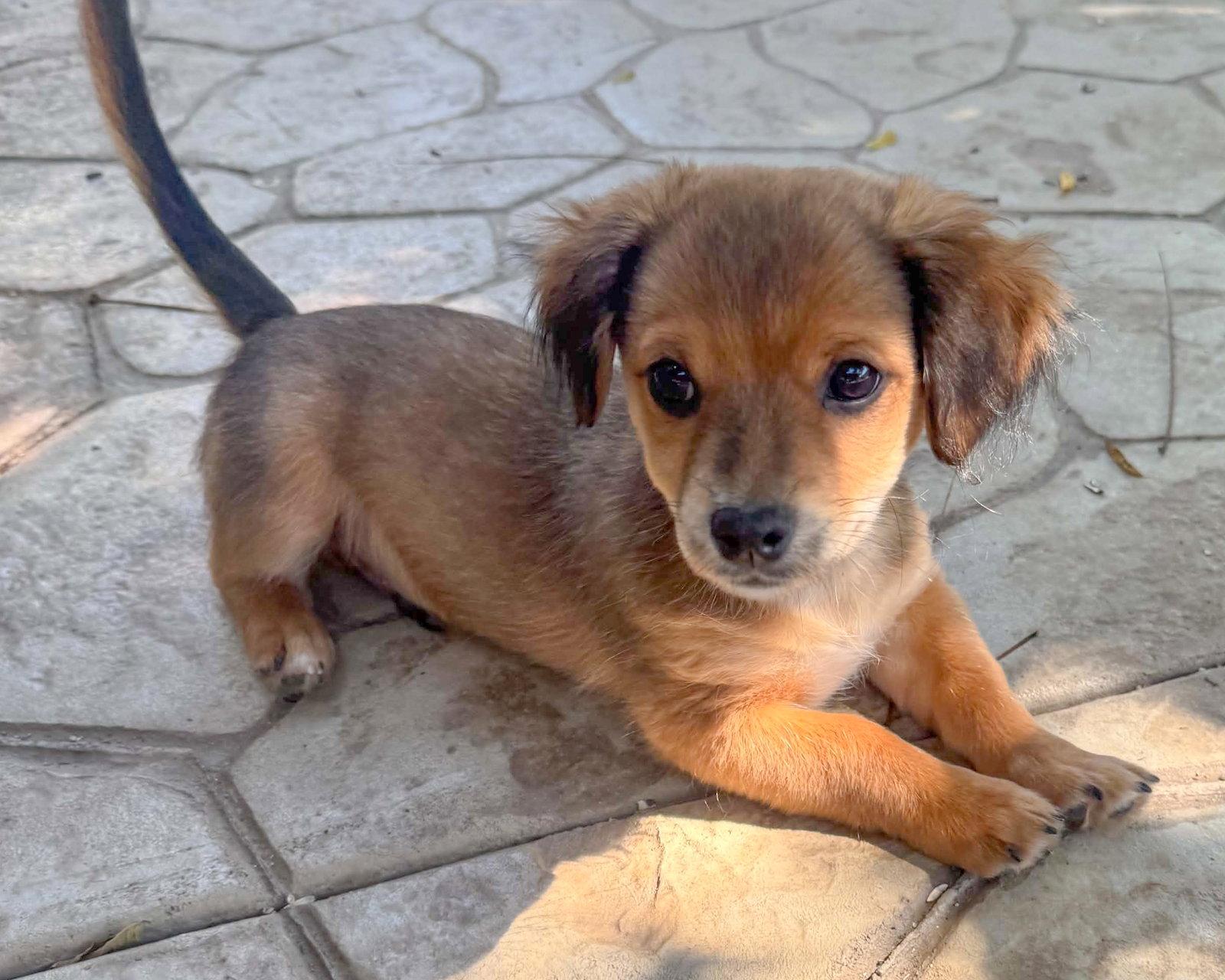 Enlarge Garth, a Adopted mixed breed in Corona, CA image 3/3