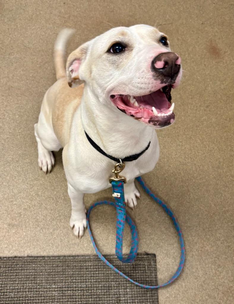 Enlarge Donita, a Adoptable mixed breed in Springfield, OH image 1/1