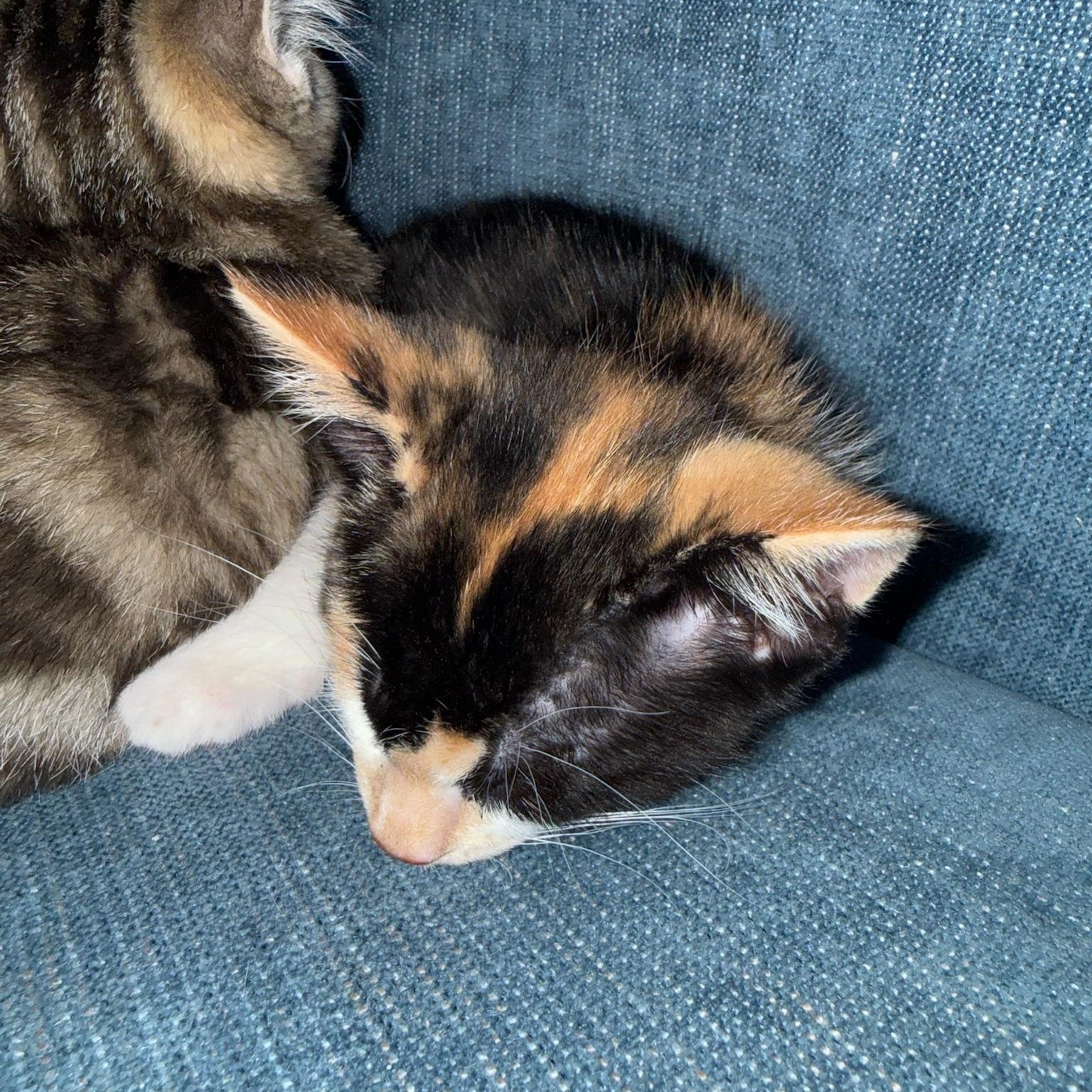 Liberty, an adopted mixed breed in Rochester Hills, MI image 4/4