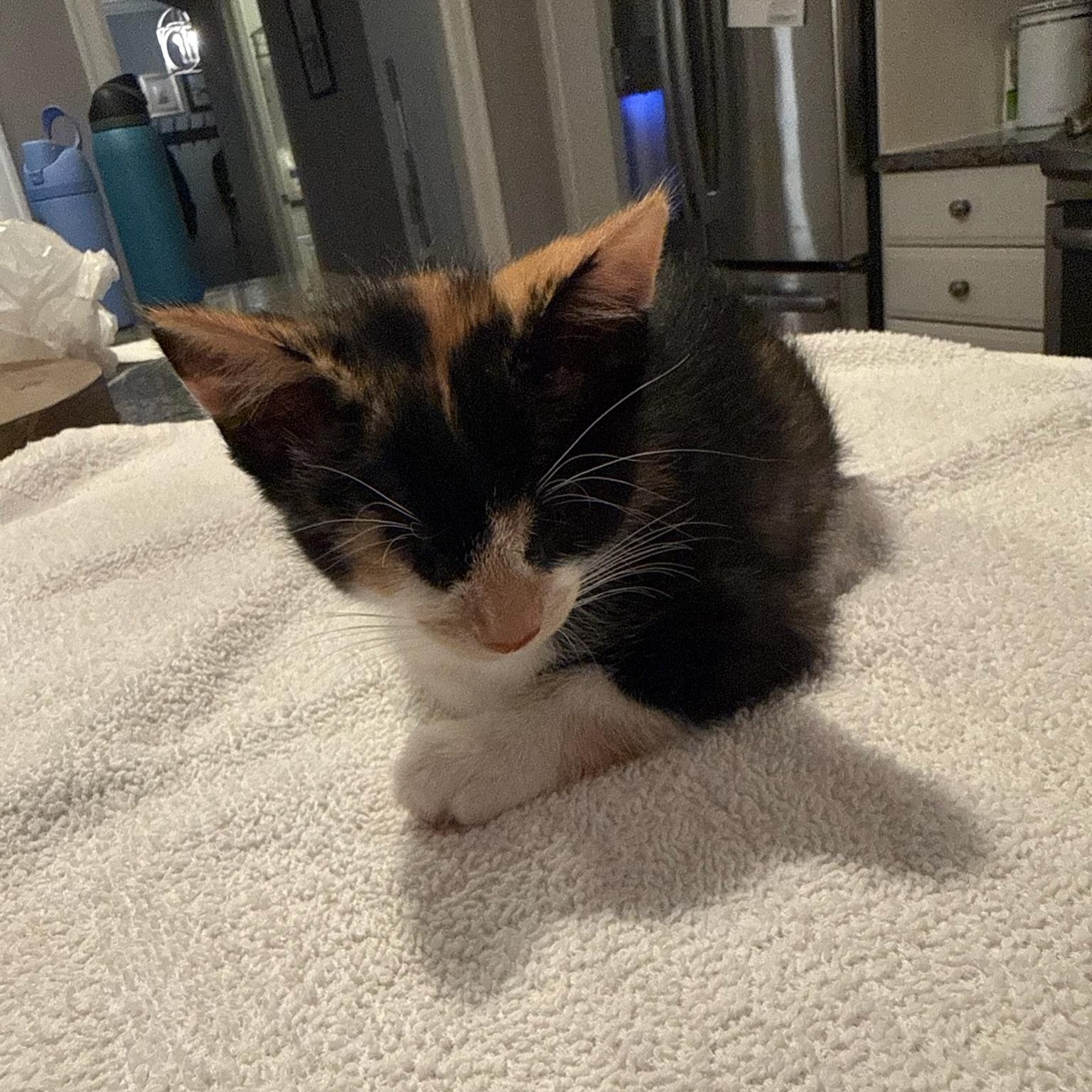 Liberty, adopted, Kitten Female Domestic Short Hair & Calico.