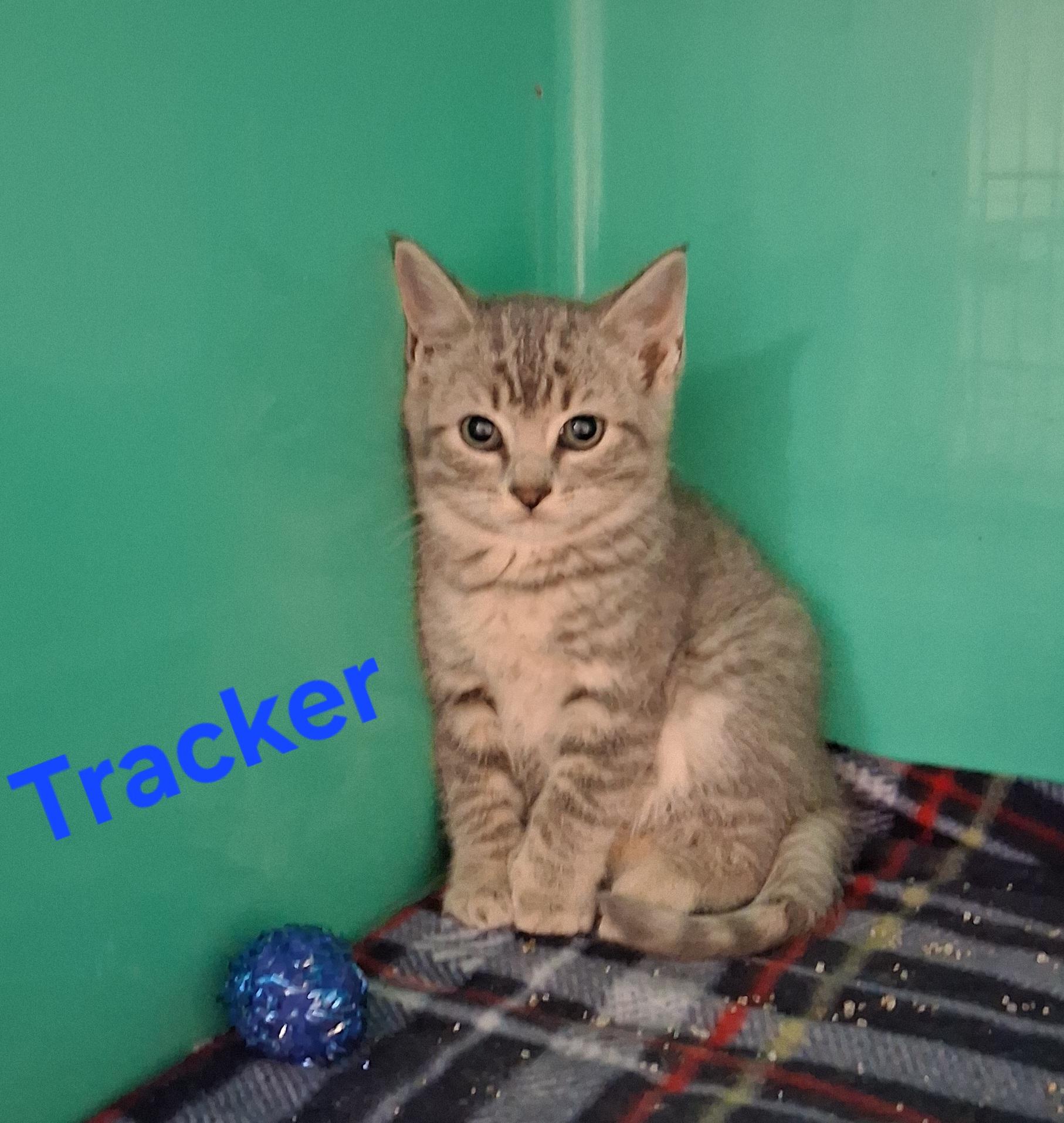 Tracker, Adoptable, Kitten Male Domestic Medium Hair.