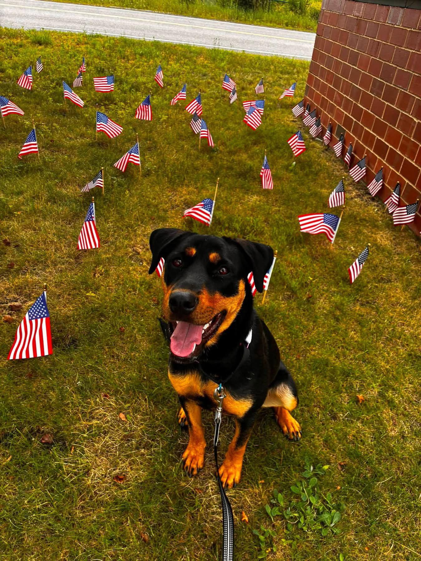 Enlarge Ash, a Adopted Rottweiler in Hillsboro, NH image 3/3