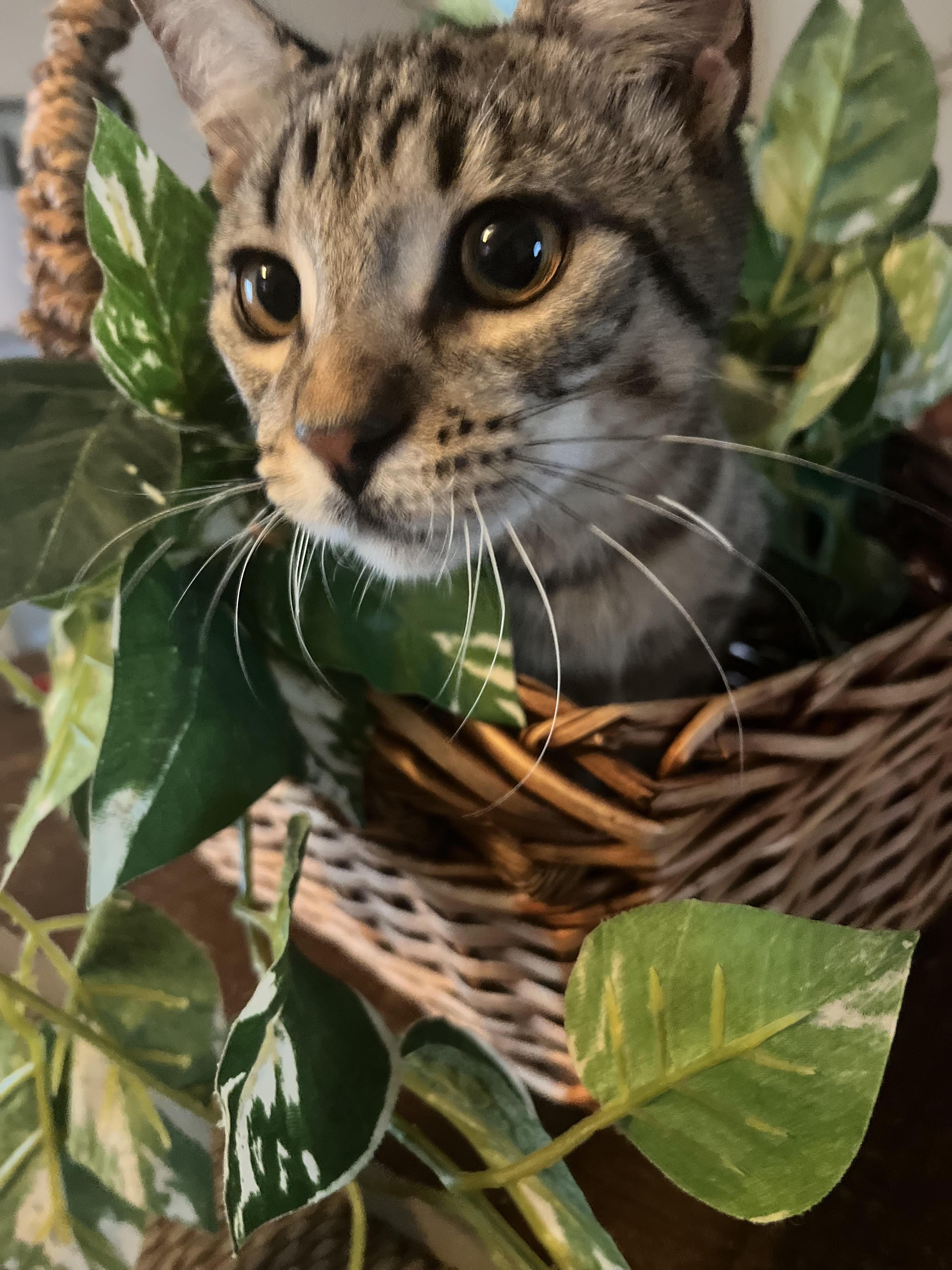 Xander (Brother of Phoenix), a Adoptable Tabby in Houston, TX image 6/7