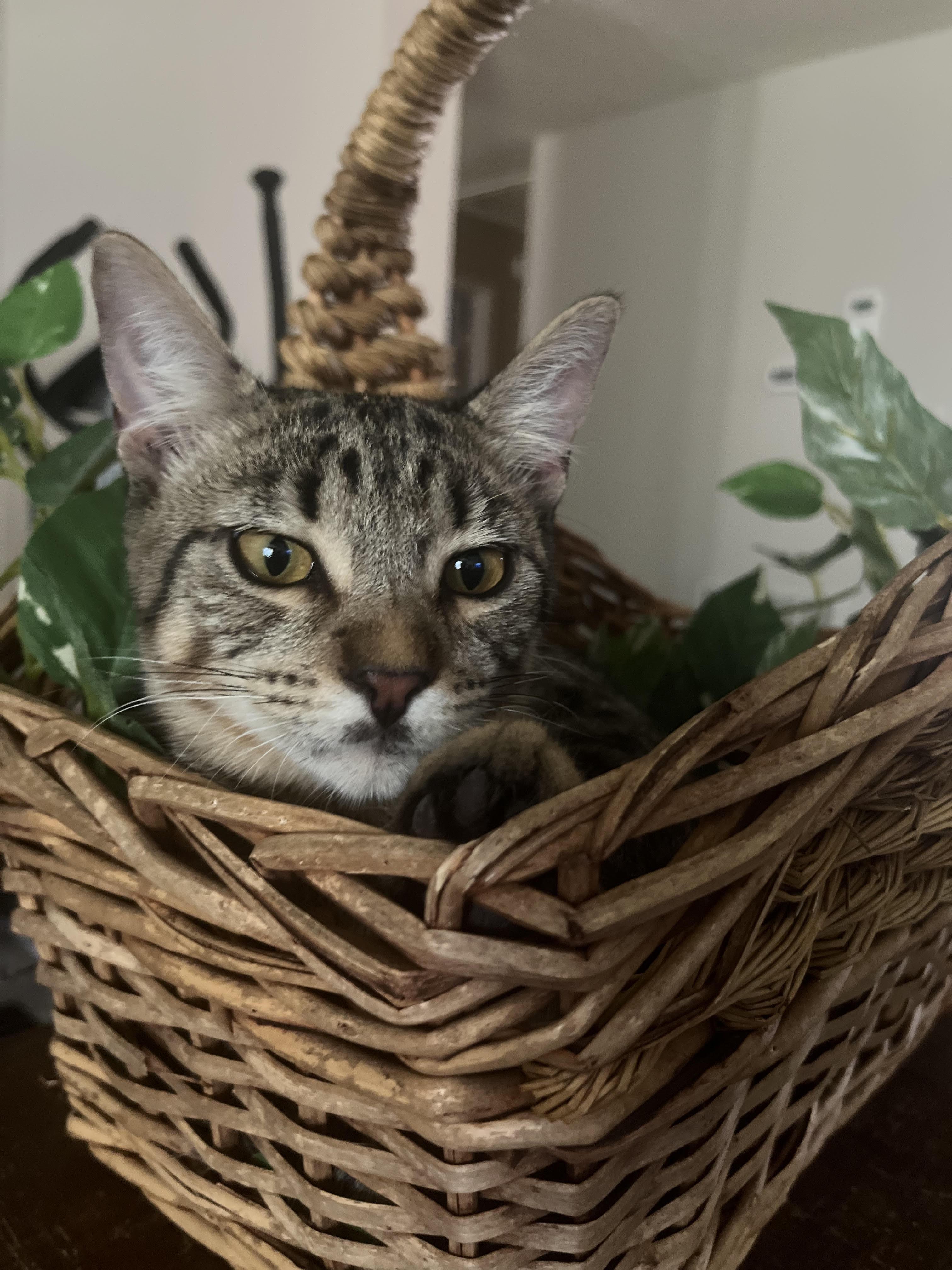 Enlarge Xander (Brother of Phoenix), a Adoptable Tabby in Houston, TX image 7/7