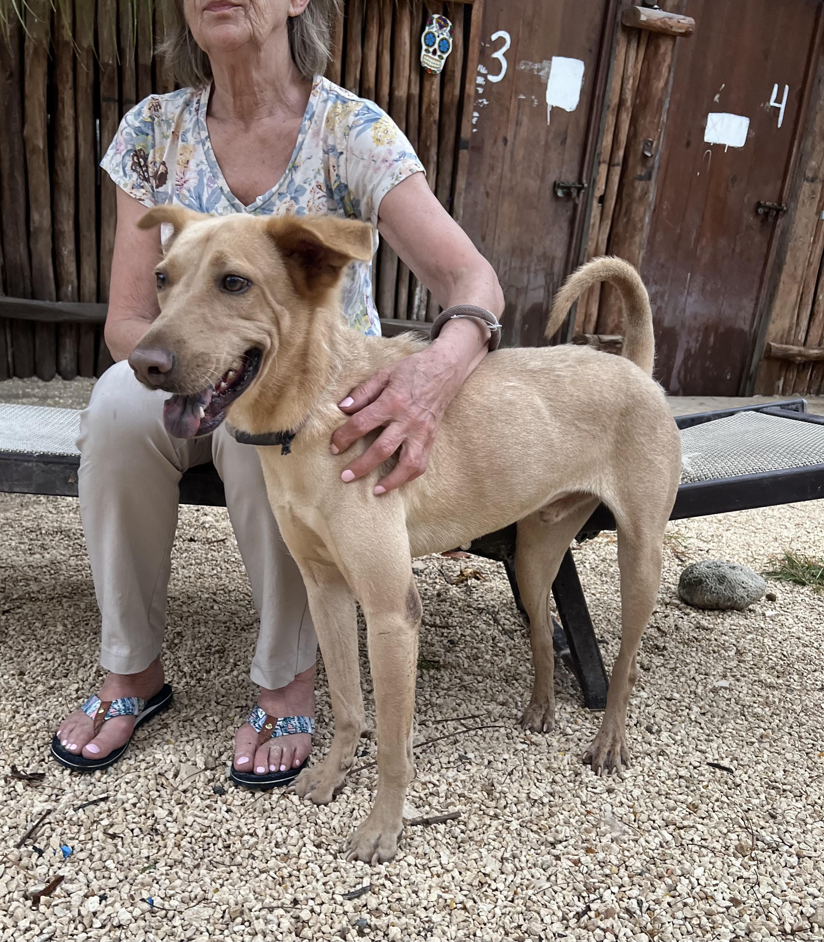 Grinch, a ADOPTABLE mixed breed in New York, NY image 3/5
