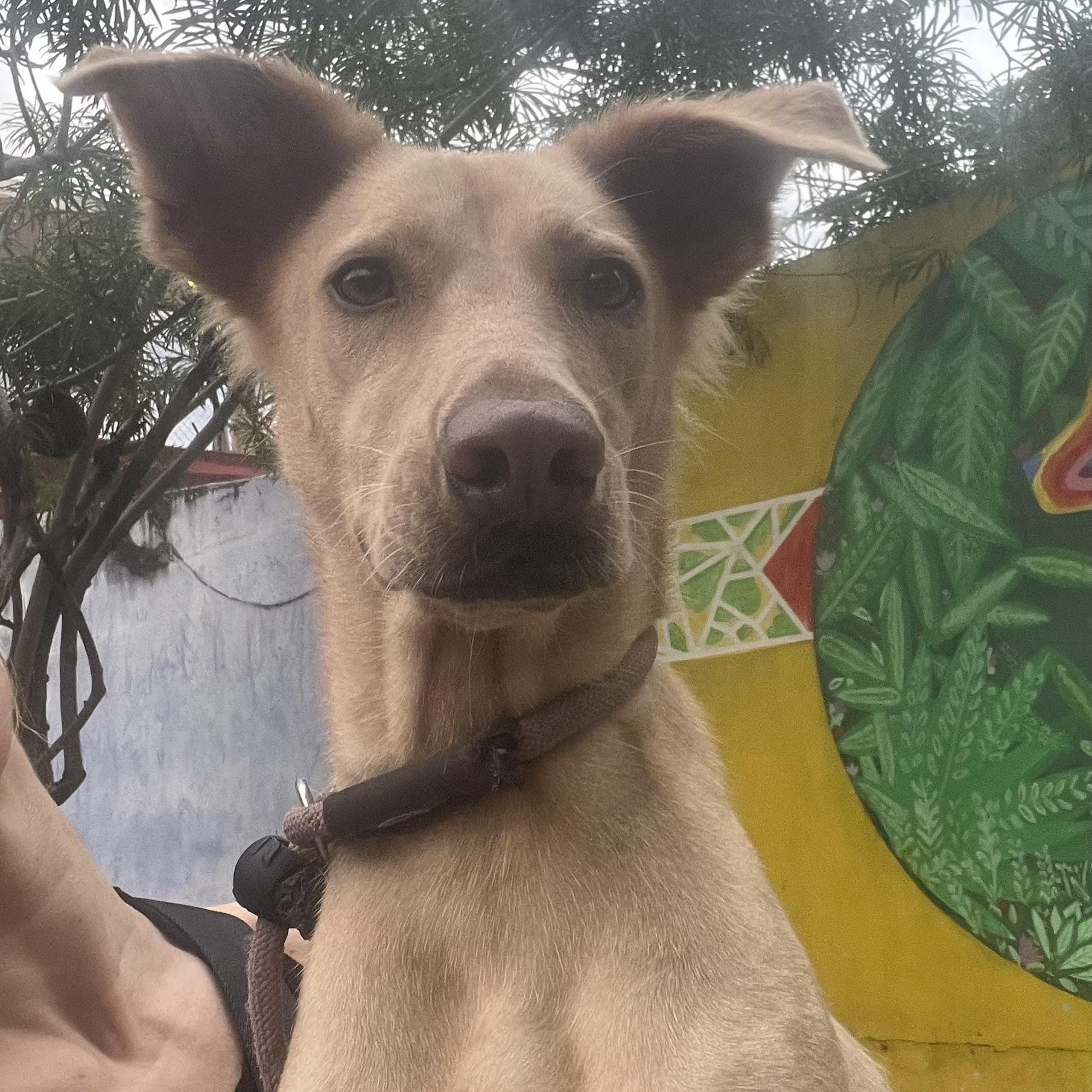 Grinch, a ADOPTABLE mixed breed in New York, NY image 1/5