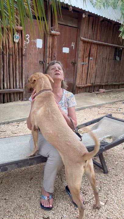 Enlarge Grinch, a ADOPTABLE mixed breed in New York, NY video 5/5