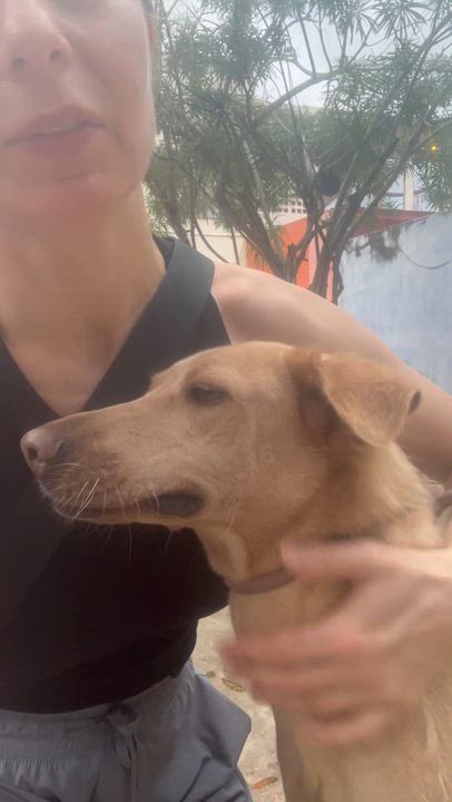 Enlarge Grinch, a ADOPTABLE mixed breed in New York, NY video 4/5