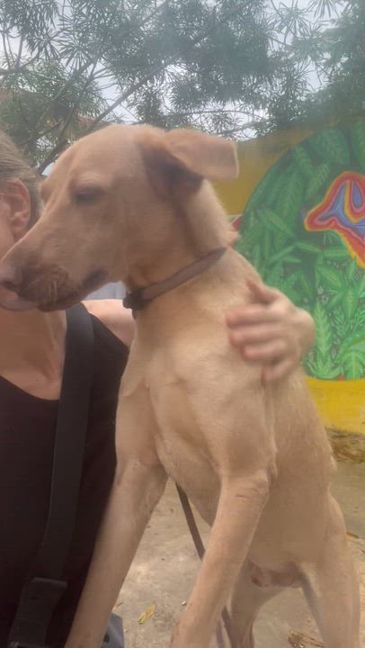 Enlarge Grinch, a ADOPTABLE mixed breed in New York, NY video 2/5