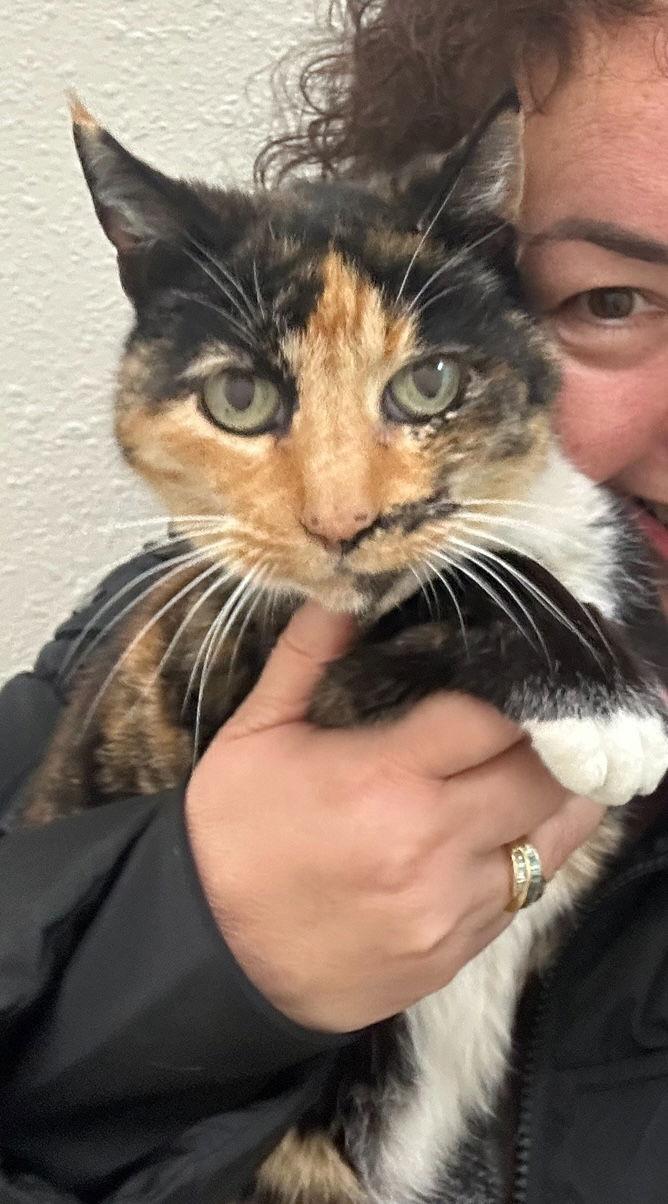 Jewels (Napa MC), Adoptable, Senior Female Calico.