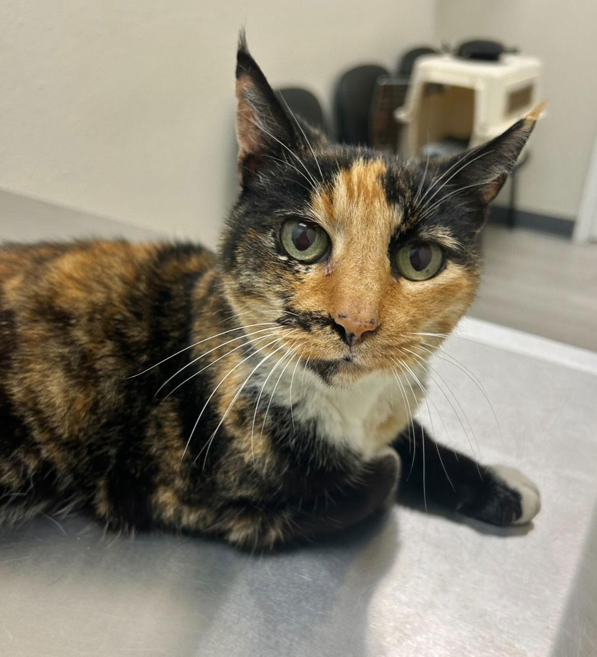 Jewels (Napa MC), Adoptable, Senior Female Calico.