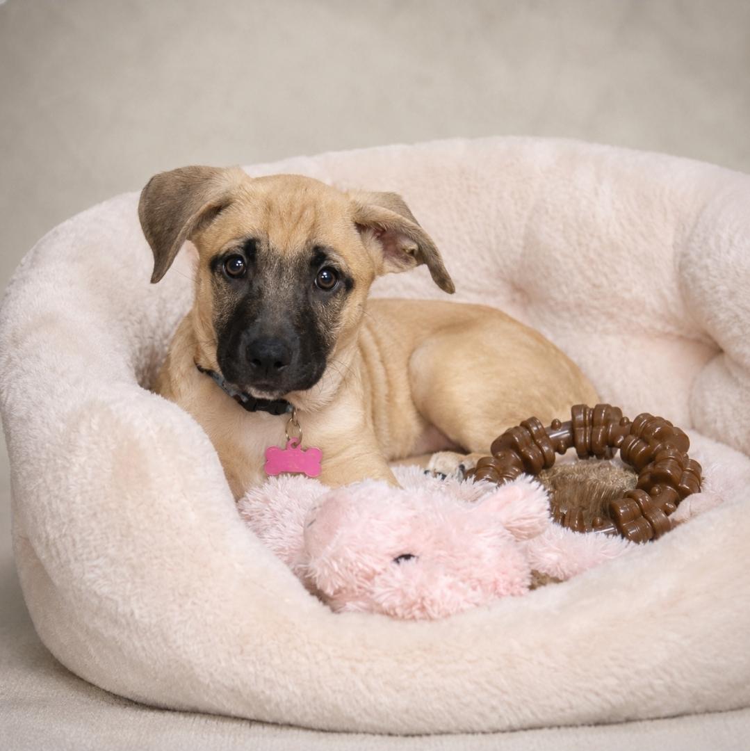 Charli, a ADOPTABLE mixed breed in Miami, FL image 2/2