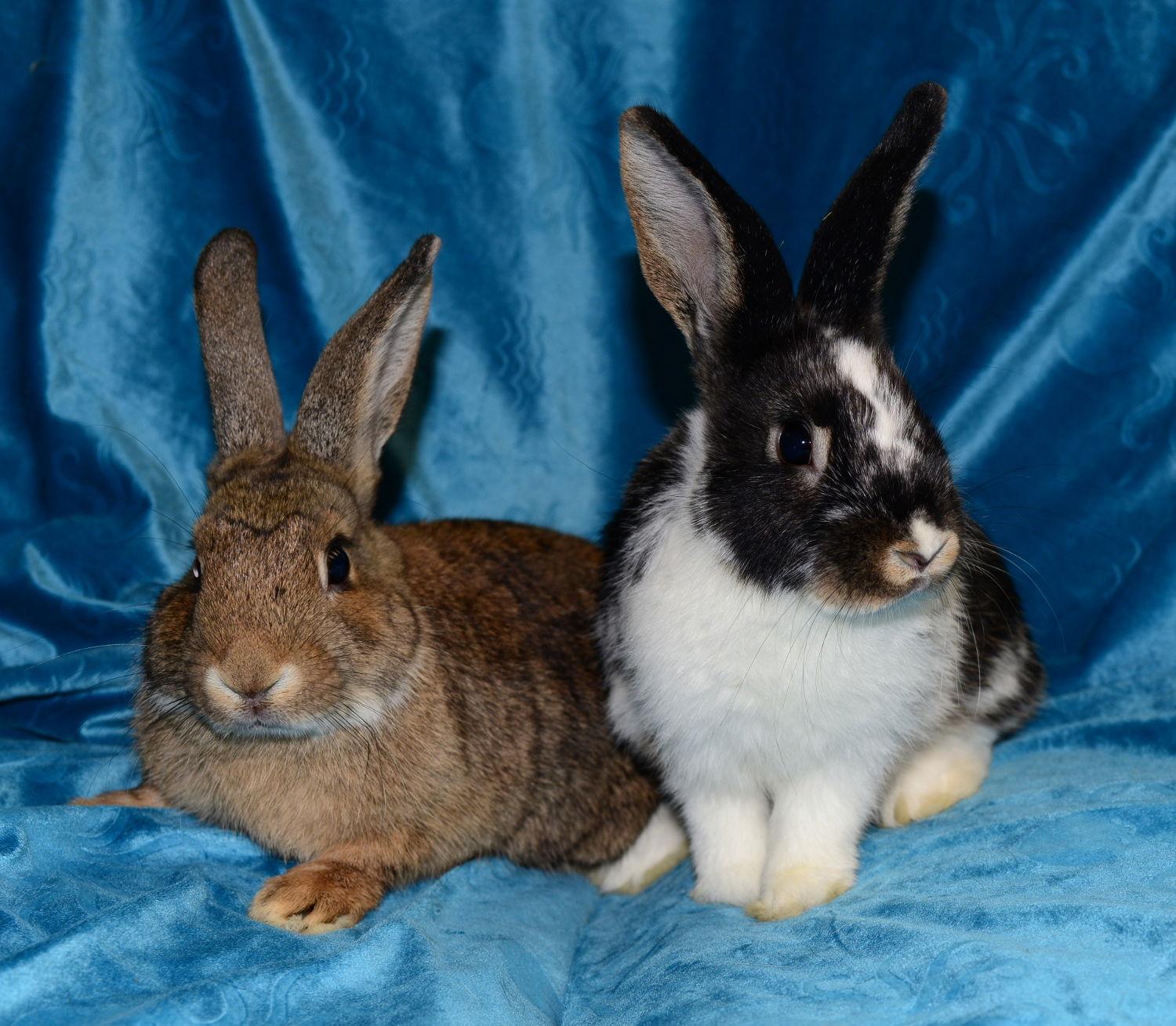 Margot and Mercy, Adoptable, Young Female Mini Lop.
