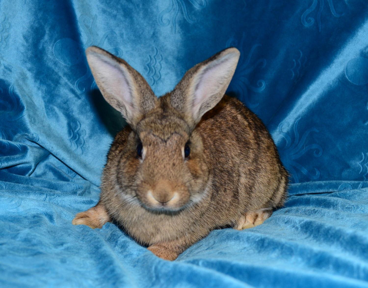 Enlarge Margot and Mercy, a Adoptable Mini Lop in Chesterfield, MO image 2/3