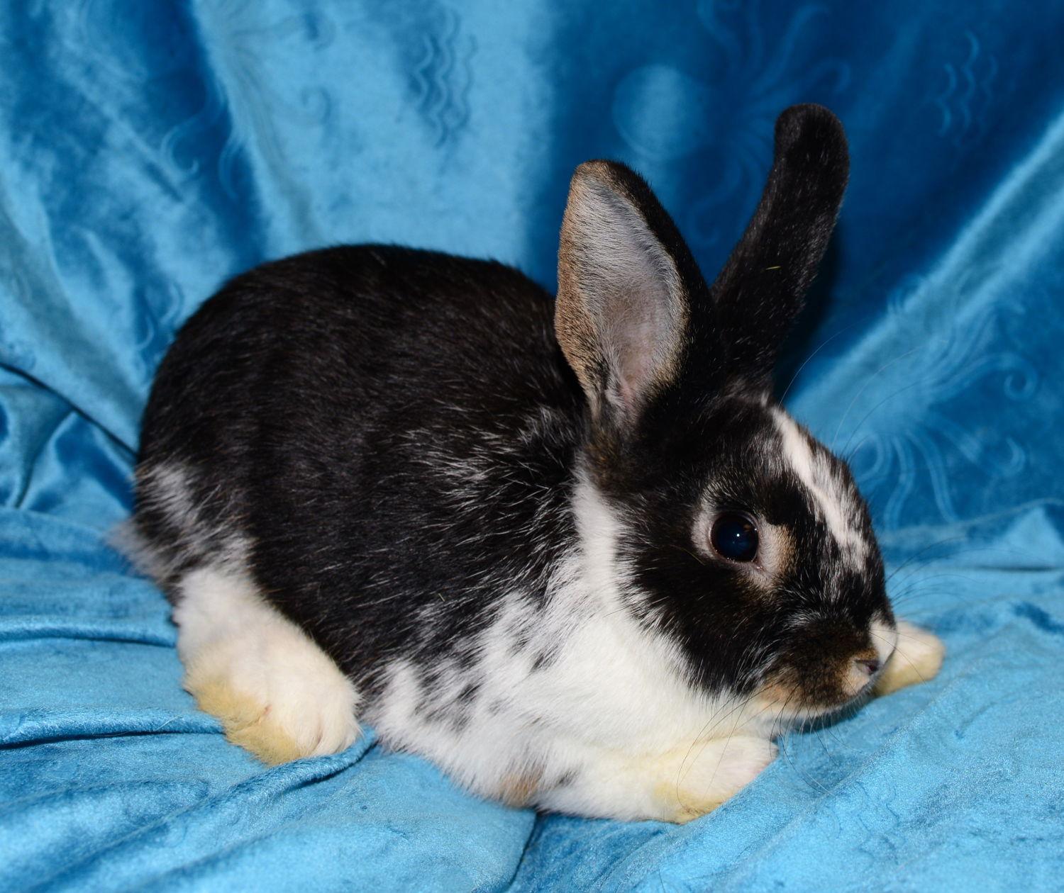 Enlarge Margot and Mercy, a Adoptable Mini Lop in Chesterfield, MO image 3/3