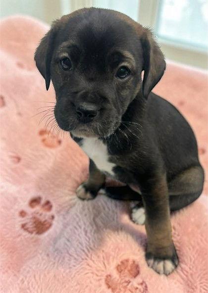 Doja Cat, Adopted, Young Female Jack Russell Terrier.